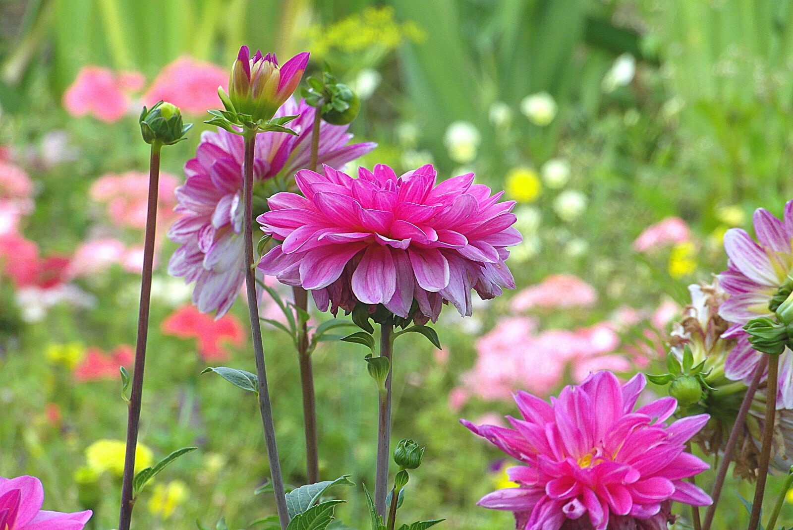 Samsung WB750 sample photo. Dahlias, flowers, garden photography
