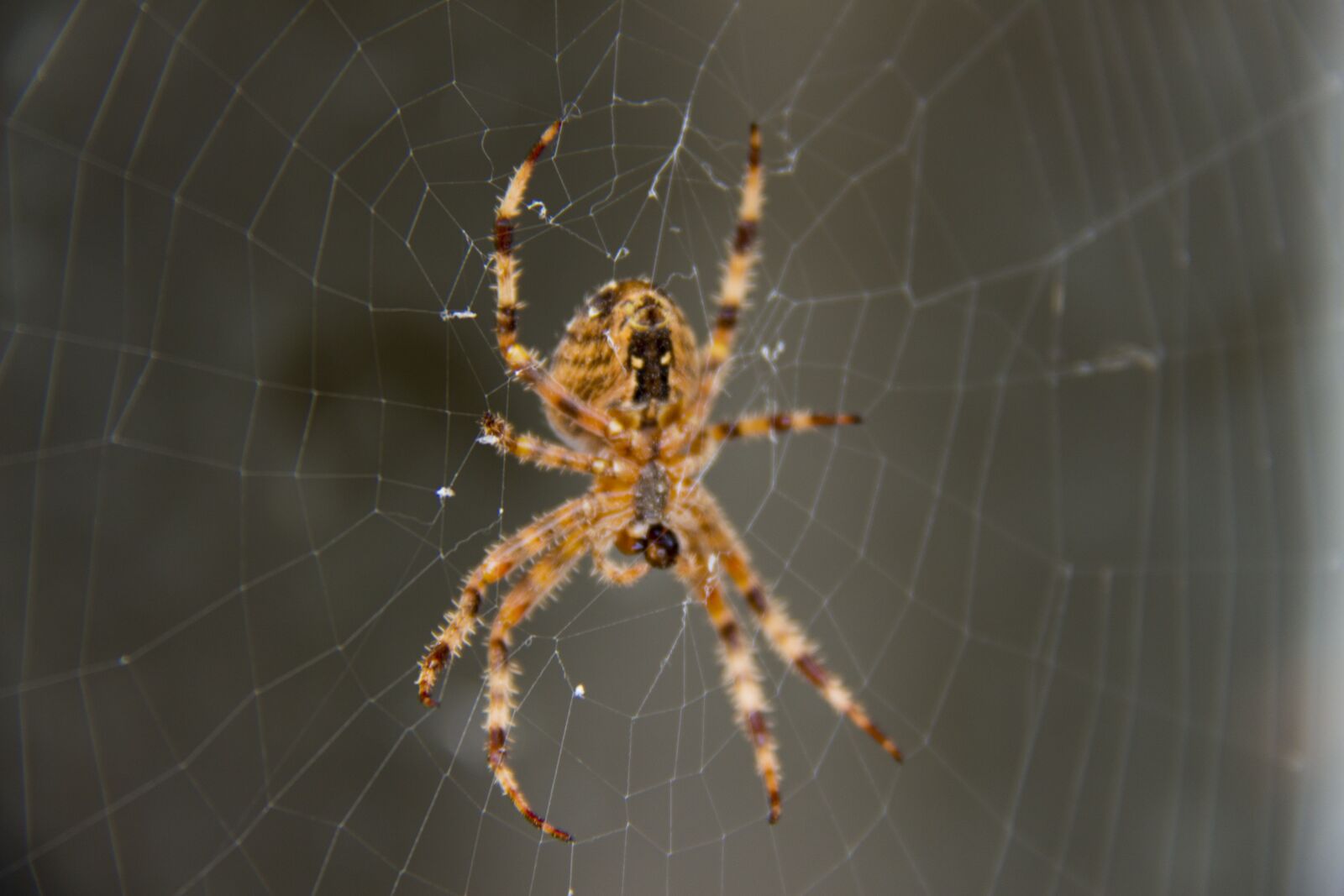 Canon EOS 700D (EOS Rebel T5i / EOS Kiss X7i) + Canon EF-S 18-200mm F3.5-5.6 IS sample photo. Spider, network, web photography