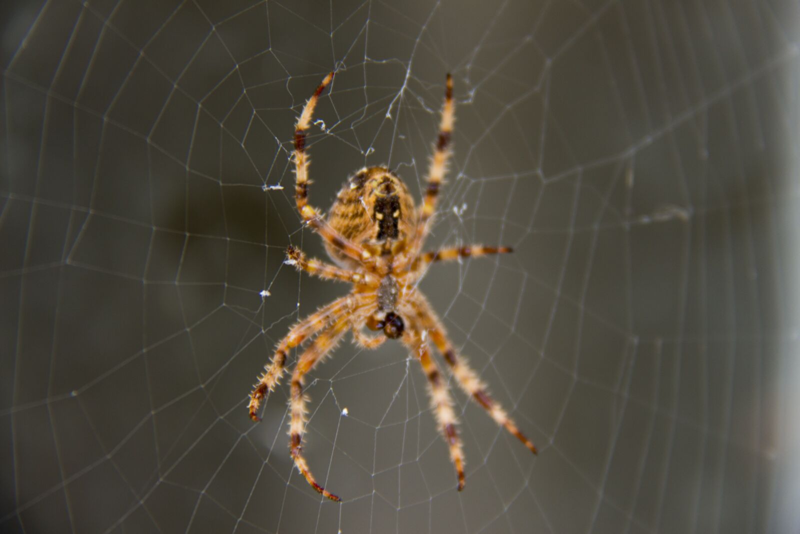 Canon EF-S 18-200mm F3.5-5.6 IS sample photo. Spider, network, web photography