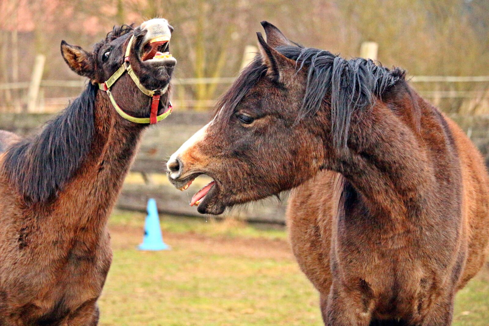 Canon EOS 100D (EOS Rebel SL1 / EOS Kiss X7) sample photo. Horse, thoroughbred arabian, brown photography