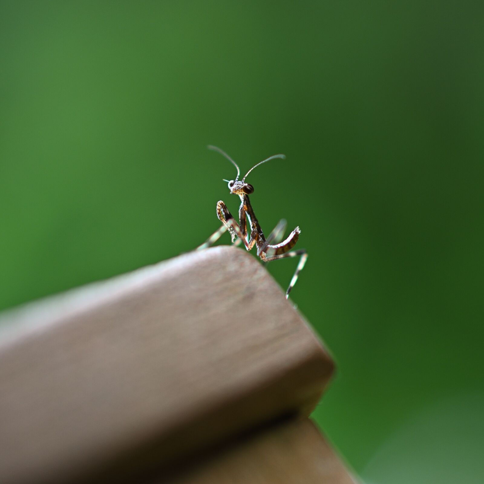 Nikon D3500 sample photo. Mantis, green, brown photography
