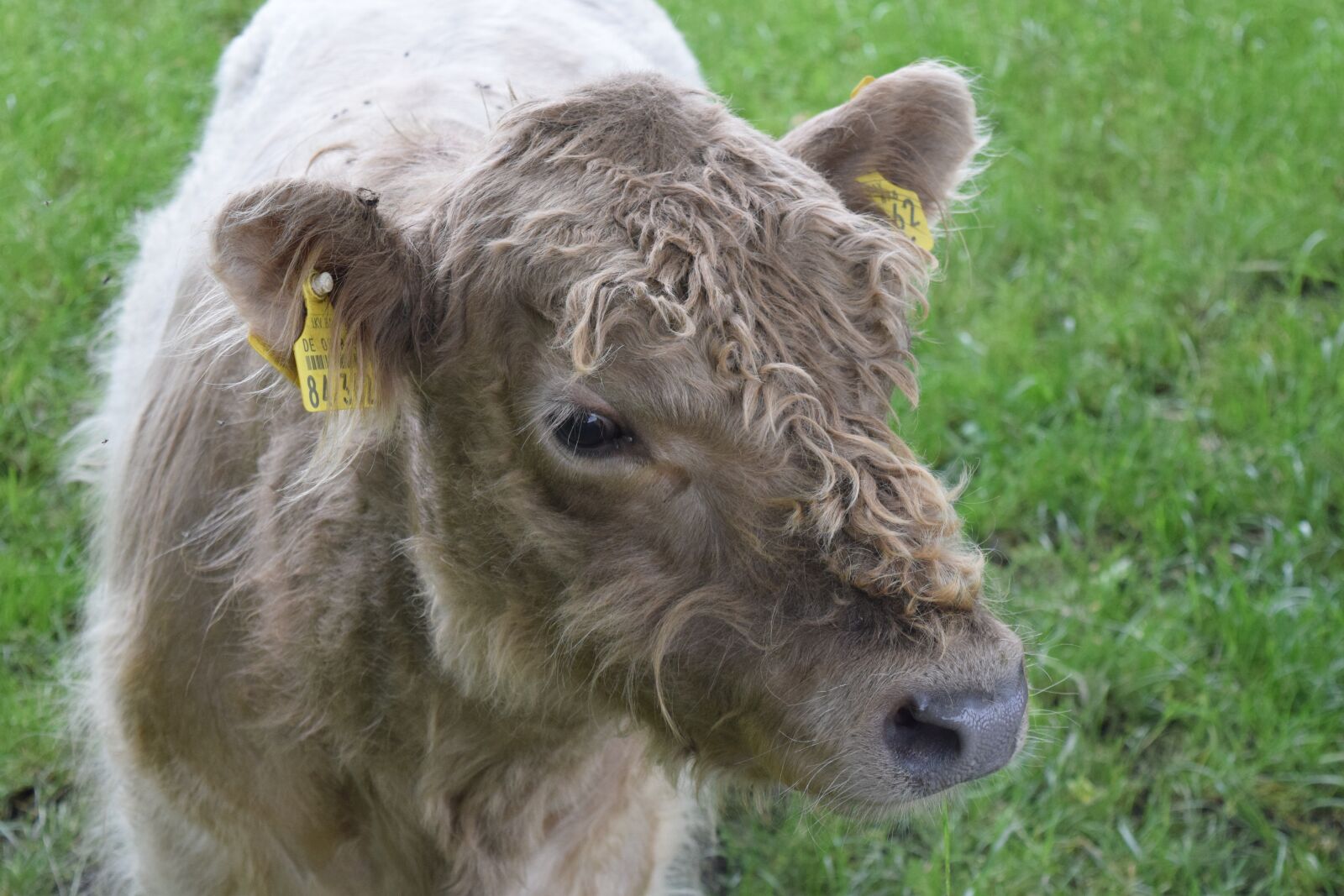 Nikon D3300 sample photo. Beef, young cattle, pasture photography