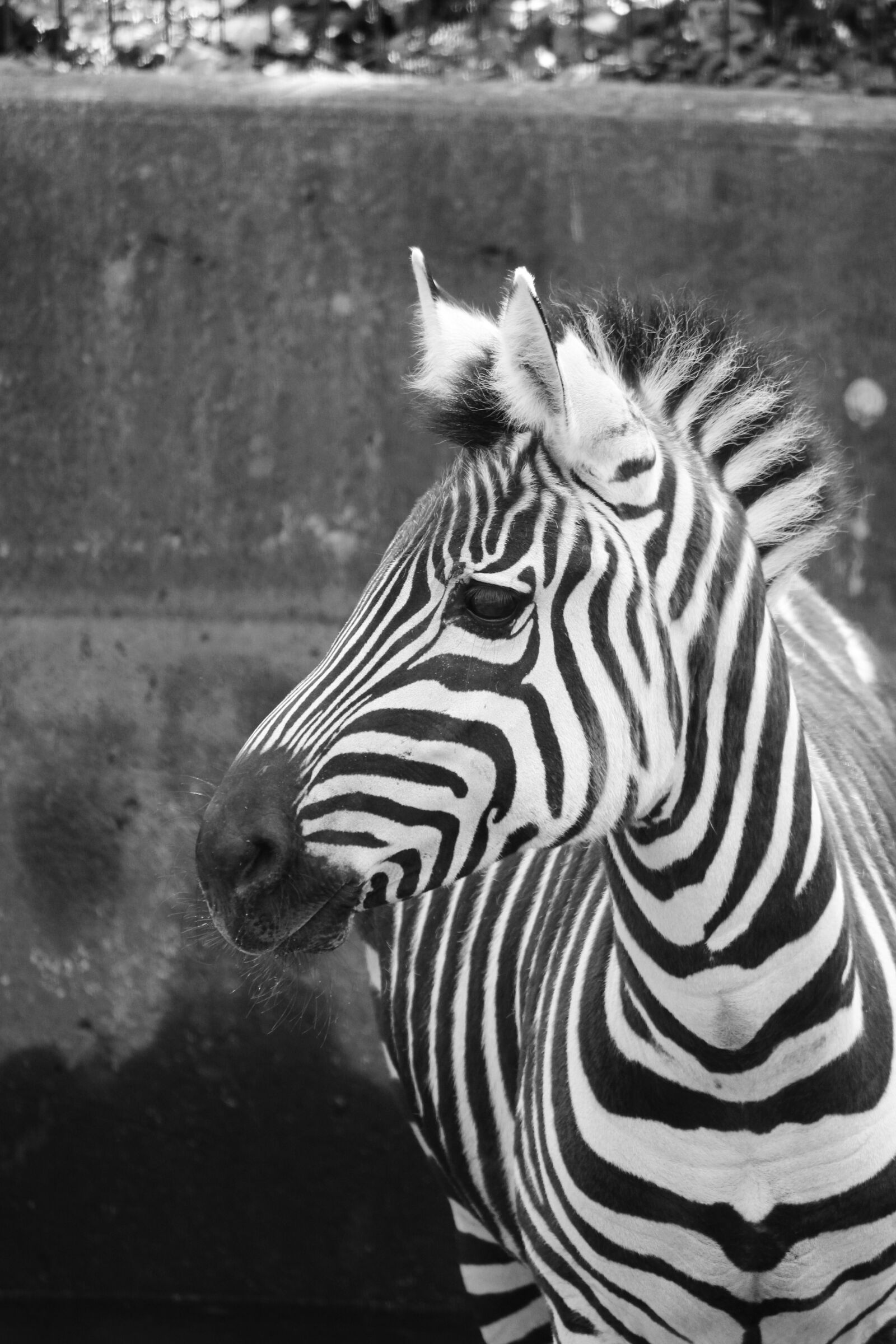Canon EOS 550D (EOS Rebel T2i / EOS Kiss X4) sample photo. Zebra, zoo, black and photography