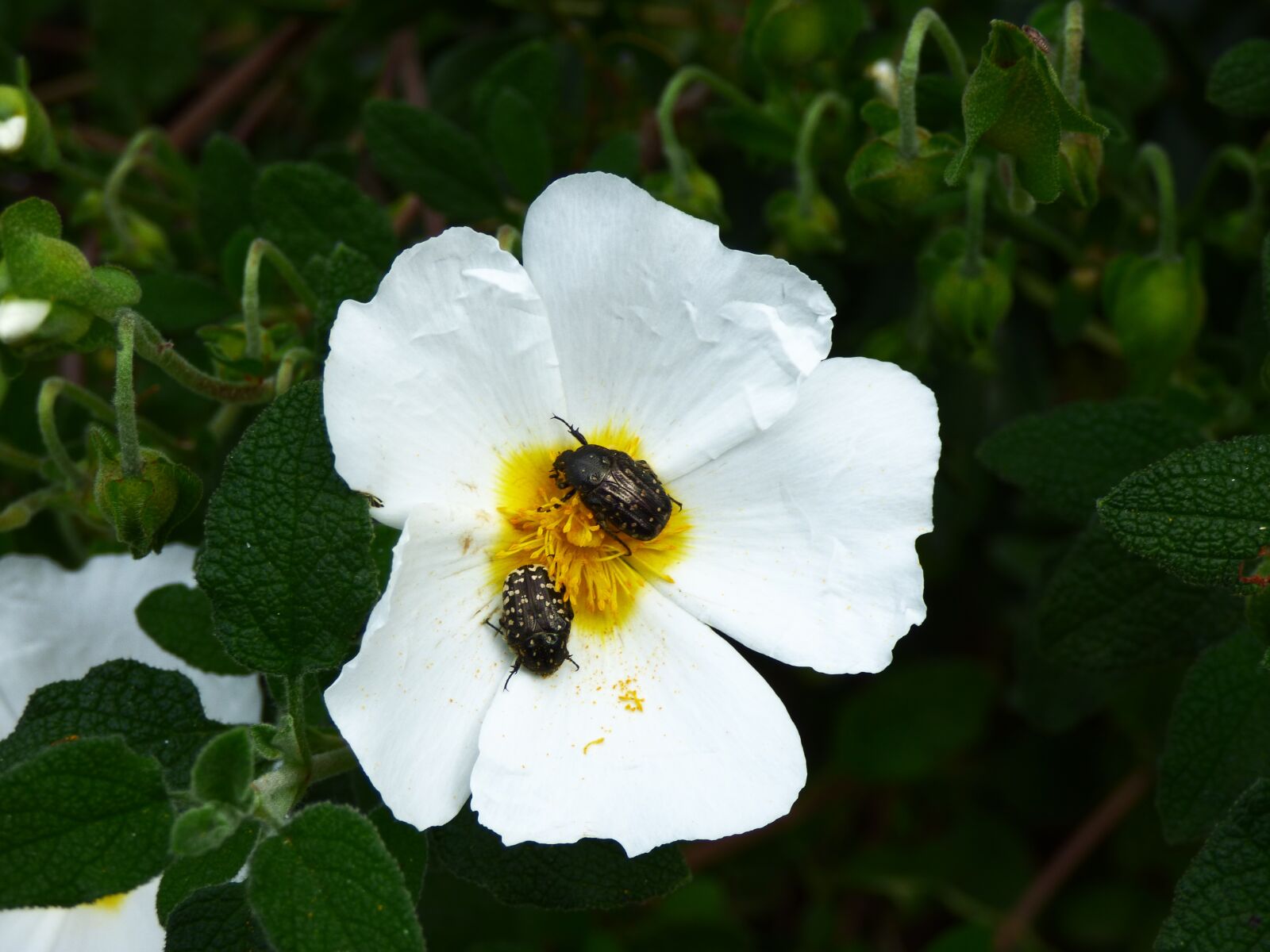 Panasonic DMC-FZ72 sample photo. Flower, beetle, pollen photography