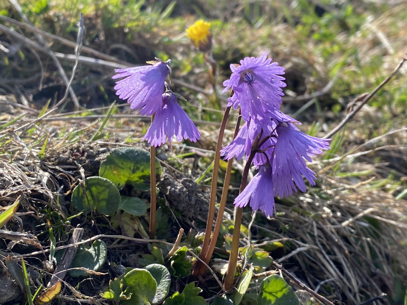 Apple iPhone 11 Pro sample photo. Flower, spring, nature photography