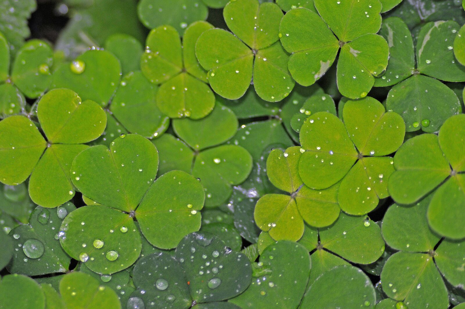 Nikon D300 sample photo. Klee, green, shamrocks photography