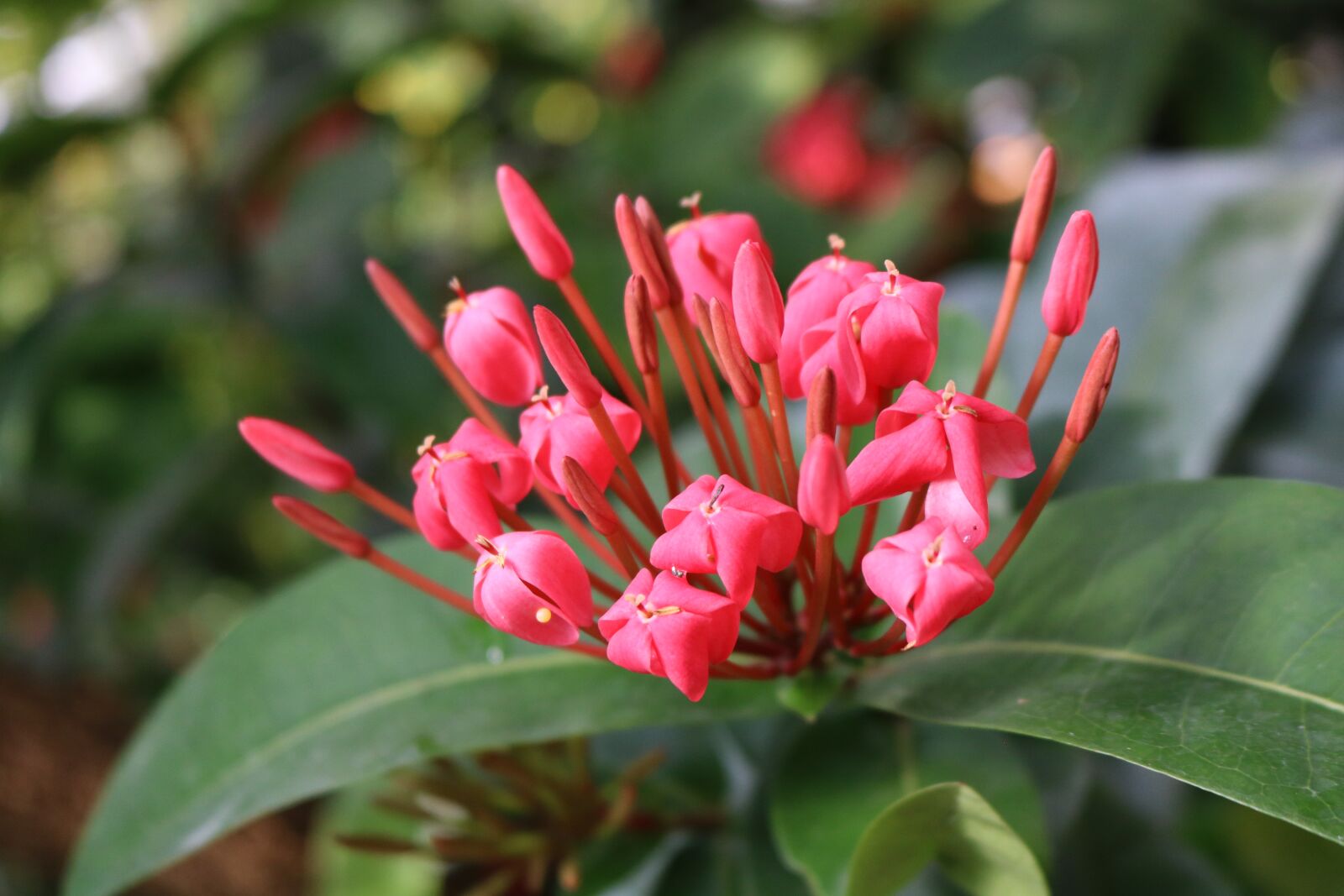 Canon EOS 750D (EOS Rebel T6i / EOS Kiss X8i) sample photo. Flowers, red, pink photography