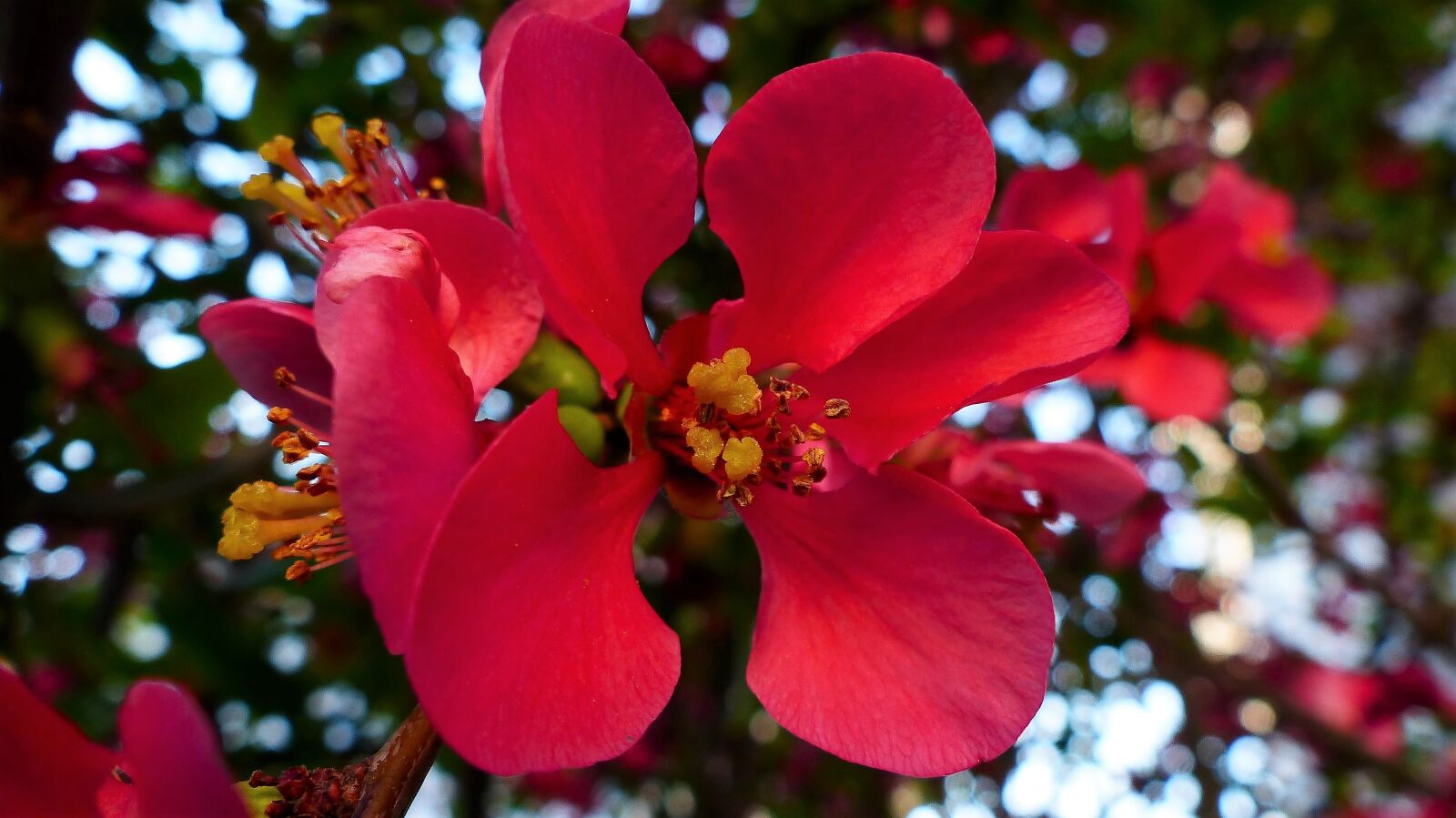 Panasonic Lumix DMC-FZ200 sample photo. Nature, flower, tree photography