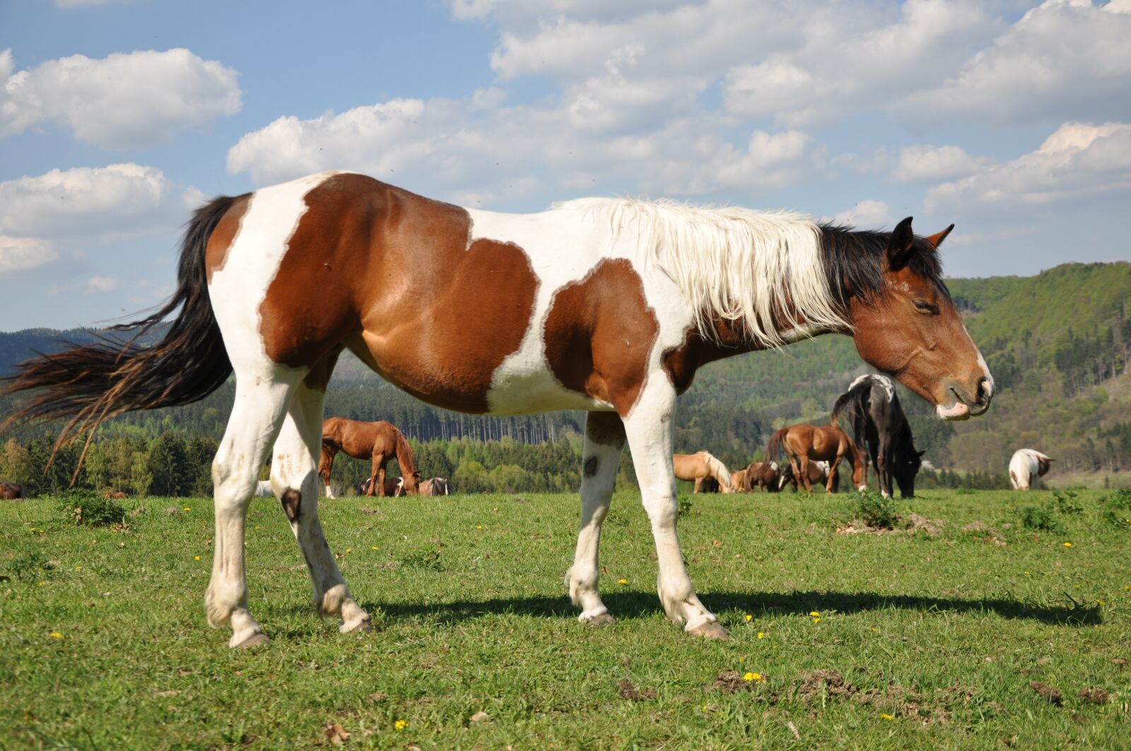 Nikon D90 sample photo. Horses, v penka, st photography