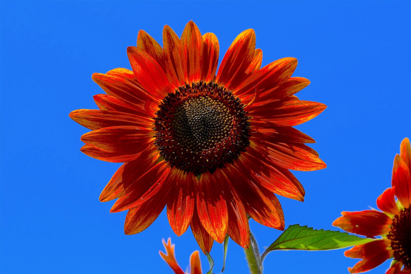 Nikon D3300 sample photo. Sunflower, red, flower photography