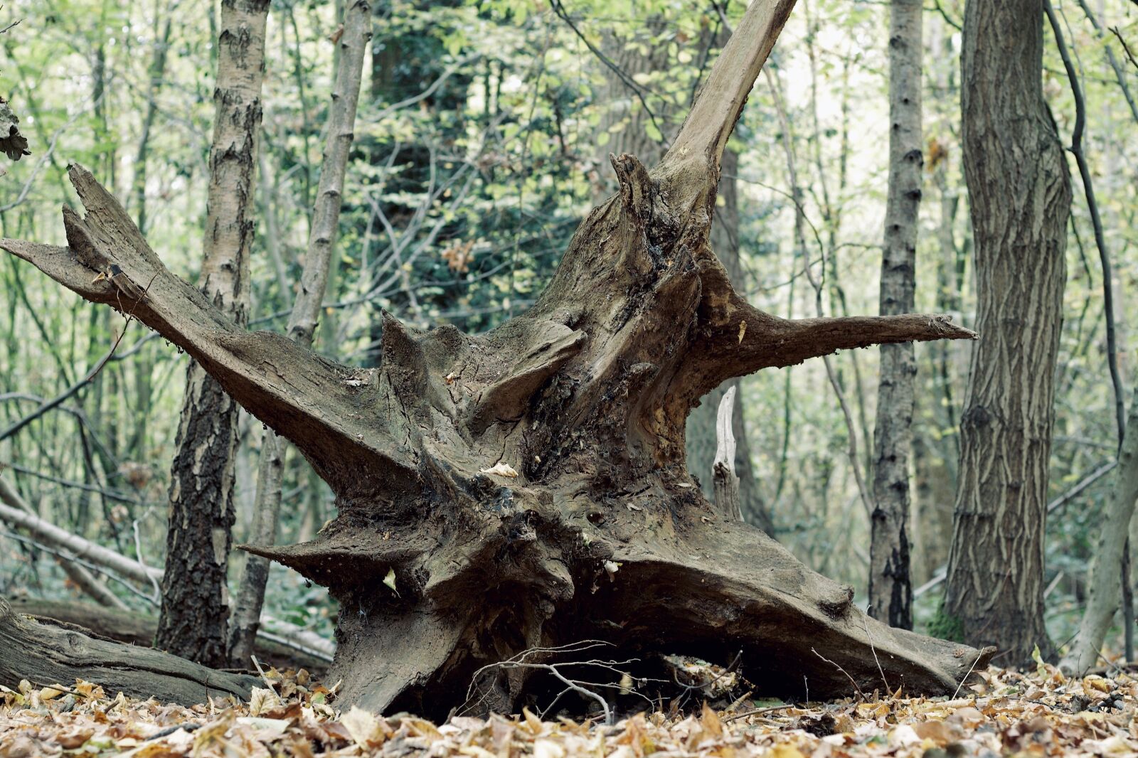 Canon EOS 1100D (EOS Rebel T3 / EOS Kiss X50) + Canon EF 50mm F1.8 STM sample photo. Tree, roots, fallen photography