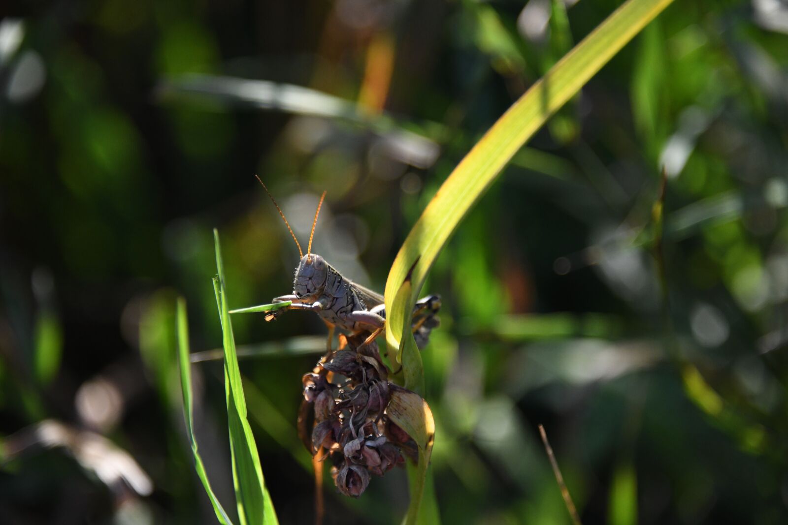 Nikon D850 sample photo. Grasshopper, insect, green photography