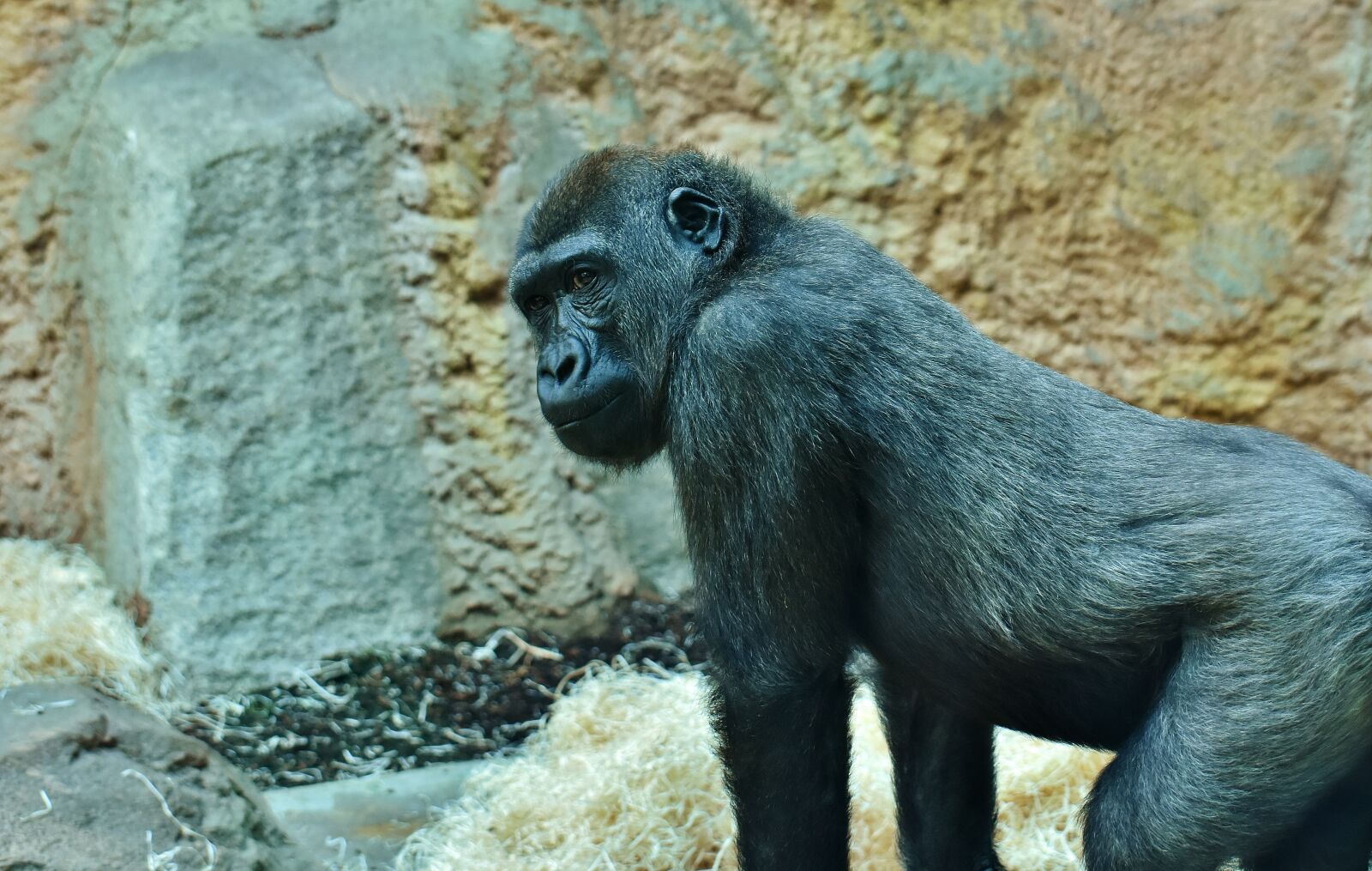 Nikon D7200 sample photo. Gorilla, monkey, animal photography