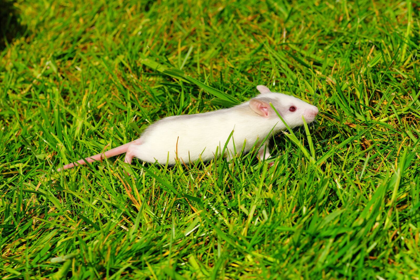 Sony a99 II sample photo. Rat, garden, out photography