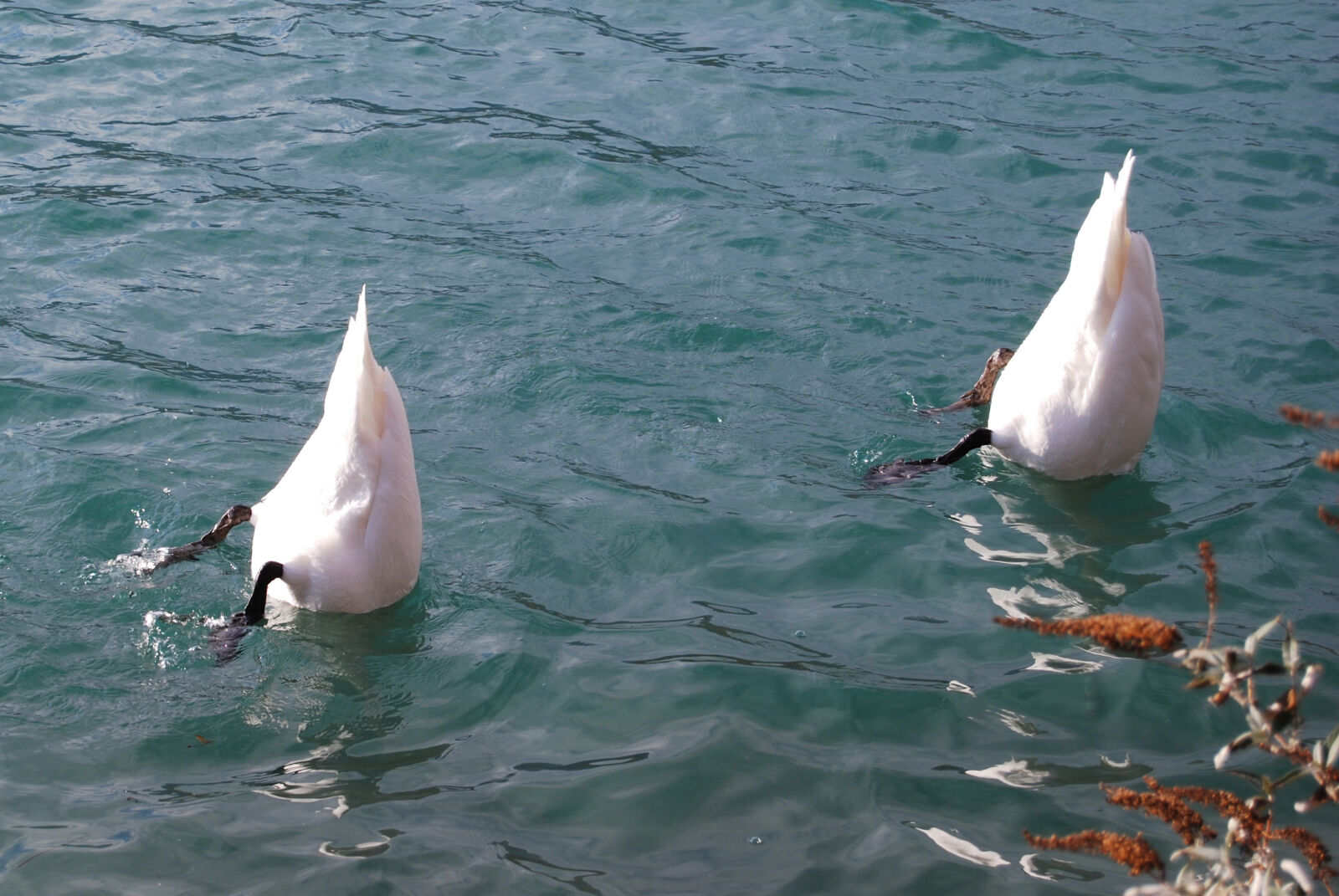 Nikon D40X sample photo. Water, swan, swans, lake photography