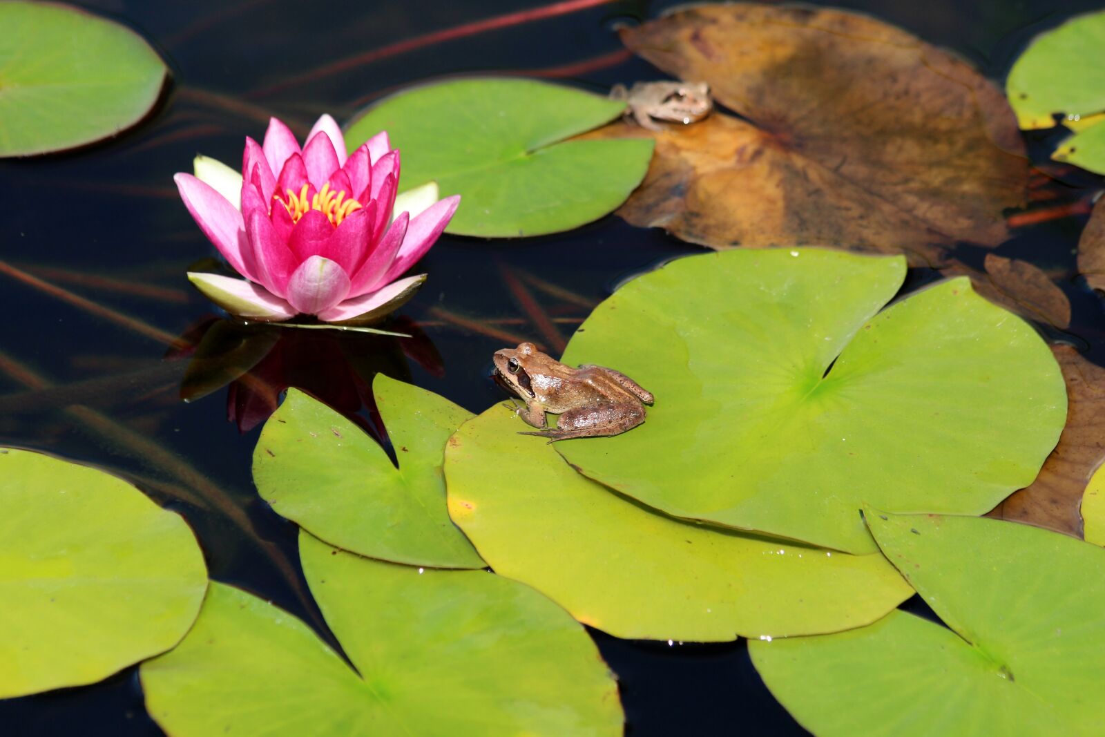 Canon EOS 650D (EOS Rebel T4i / EOS Kiss X6i) sample photo. Frog, water lily, leaves photography