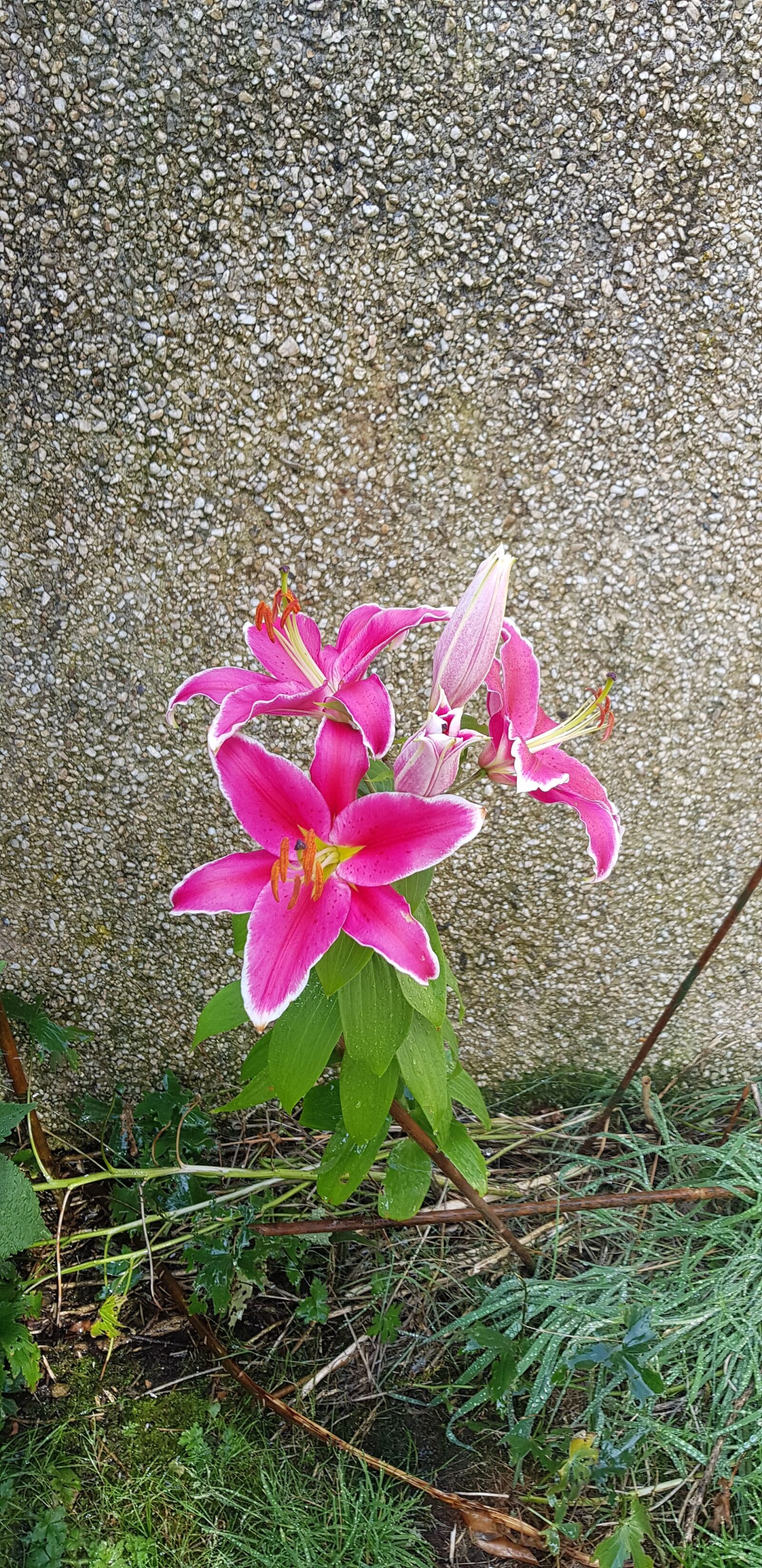 Samsung Galaxy S8 sample photo. Pink, lily, garden photography