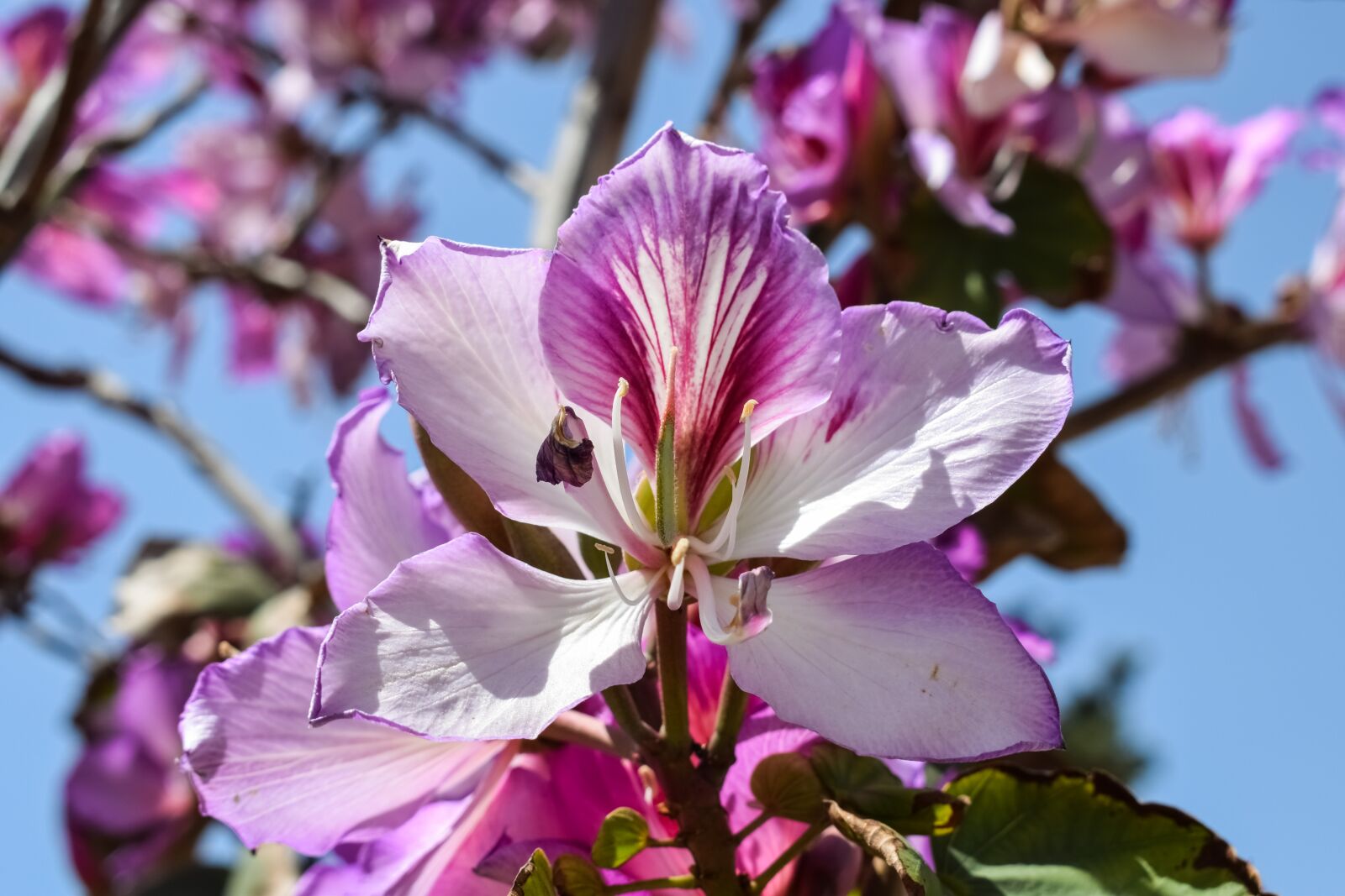 Nikon D3300 sample photo. Flower, stamens, tree photography