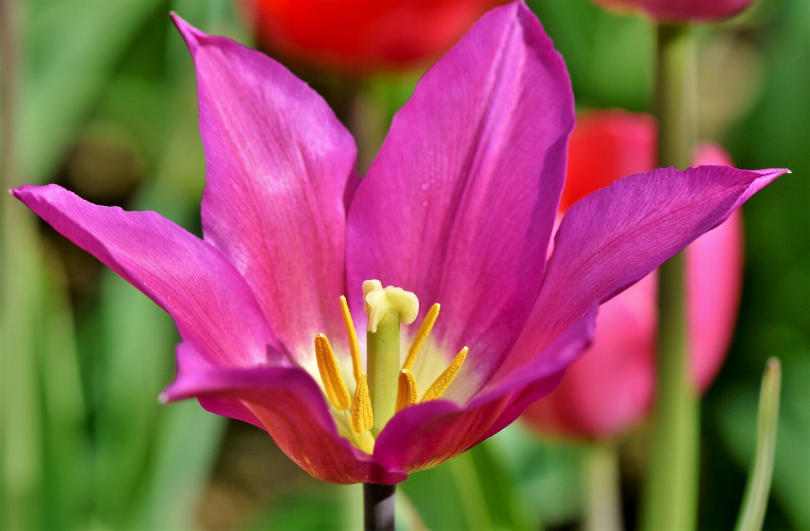 Nikon D7200 sample photo. Tulip, tulpenbluete, tulip field photography