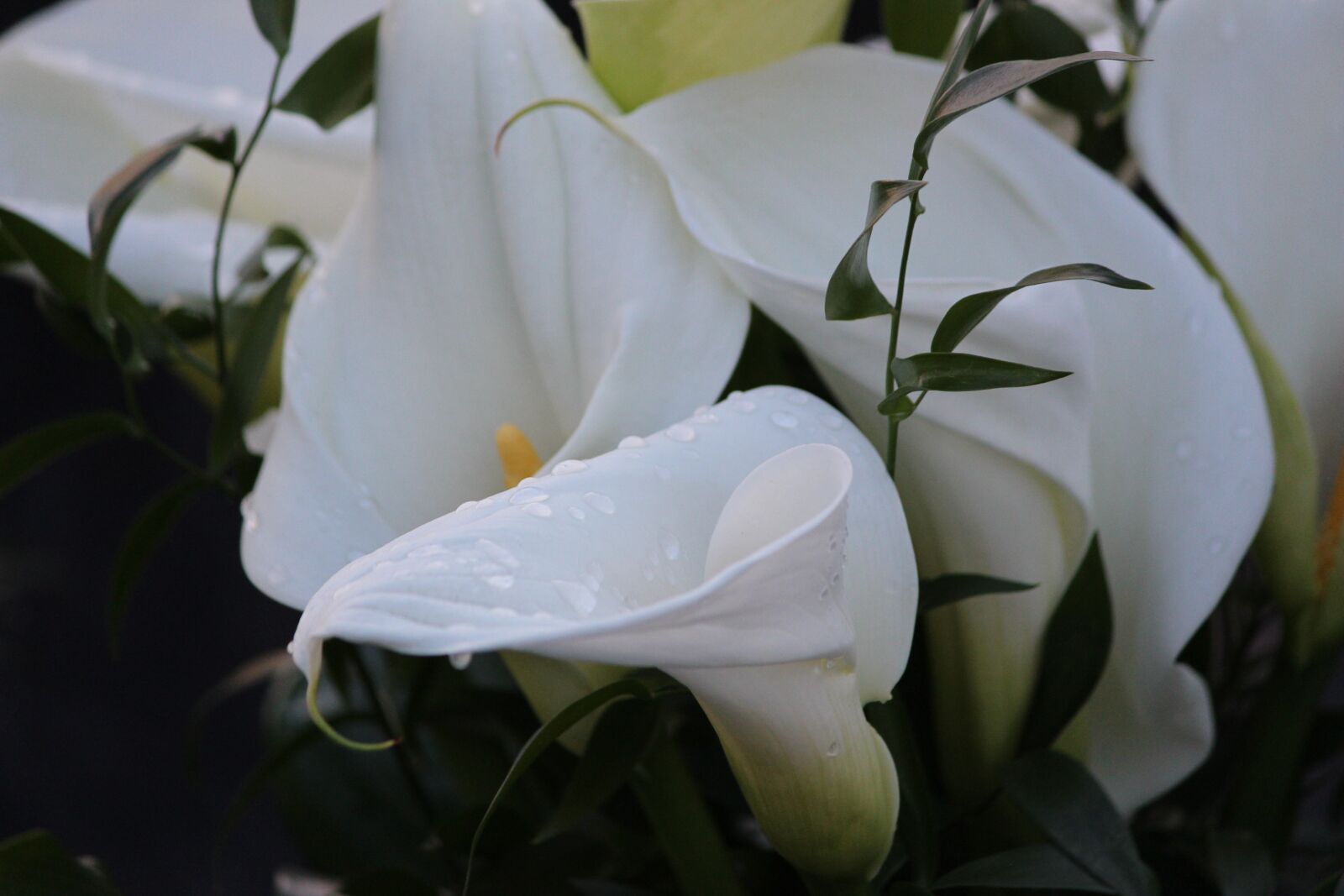 Canon EOS 600D (Rebel EOS T3i / EOS Kiss X5) sample photo. Flower, plant, leaf photography