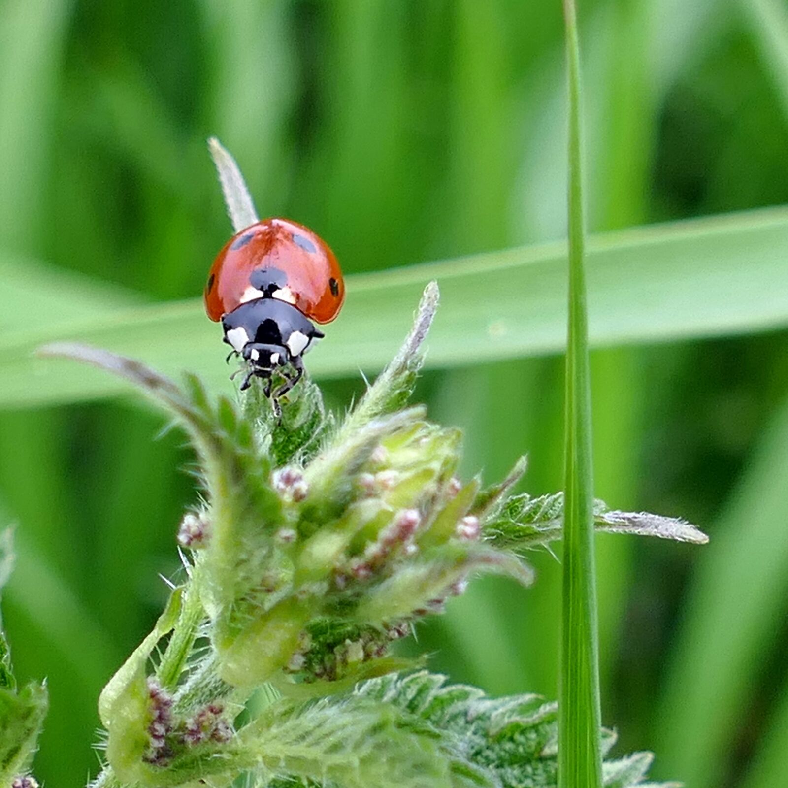 Panasonic Lumix DMC-FZ1000 sample photo. Beetle, ladybug, stinging nettle photography