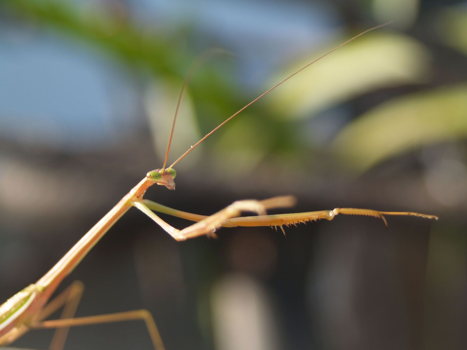 Olympus E-300 (EVOLT E-300) sample photo. Praying mantis, bug, colorful photography