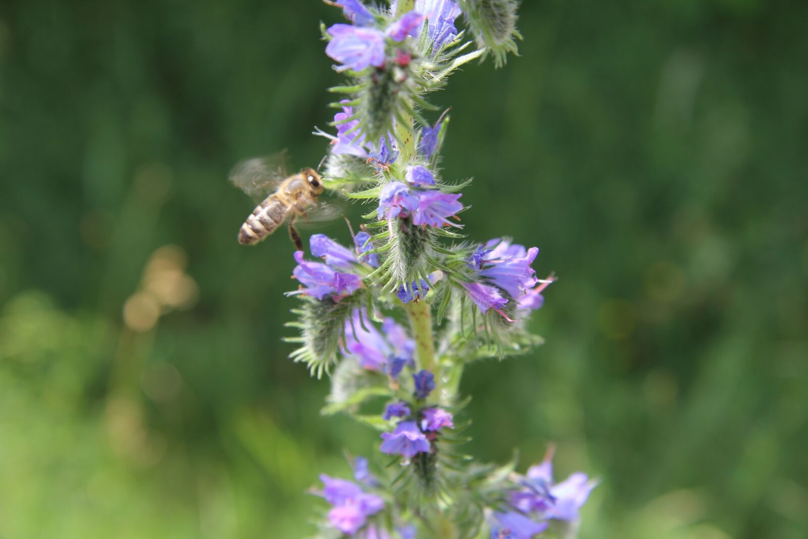 Canon EF-S 17-85mm F4-5.6 IS USM sample photo. Bee, nature, nectar photography