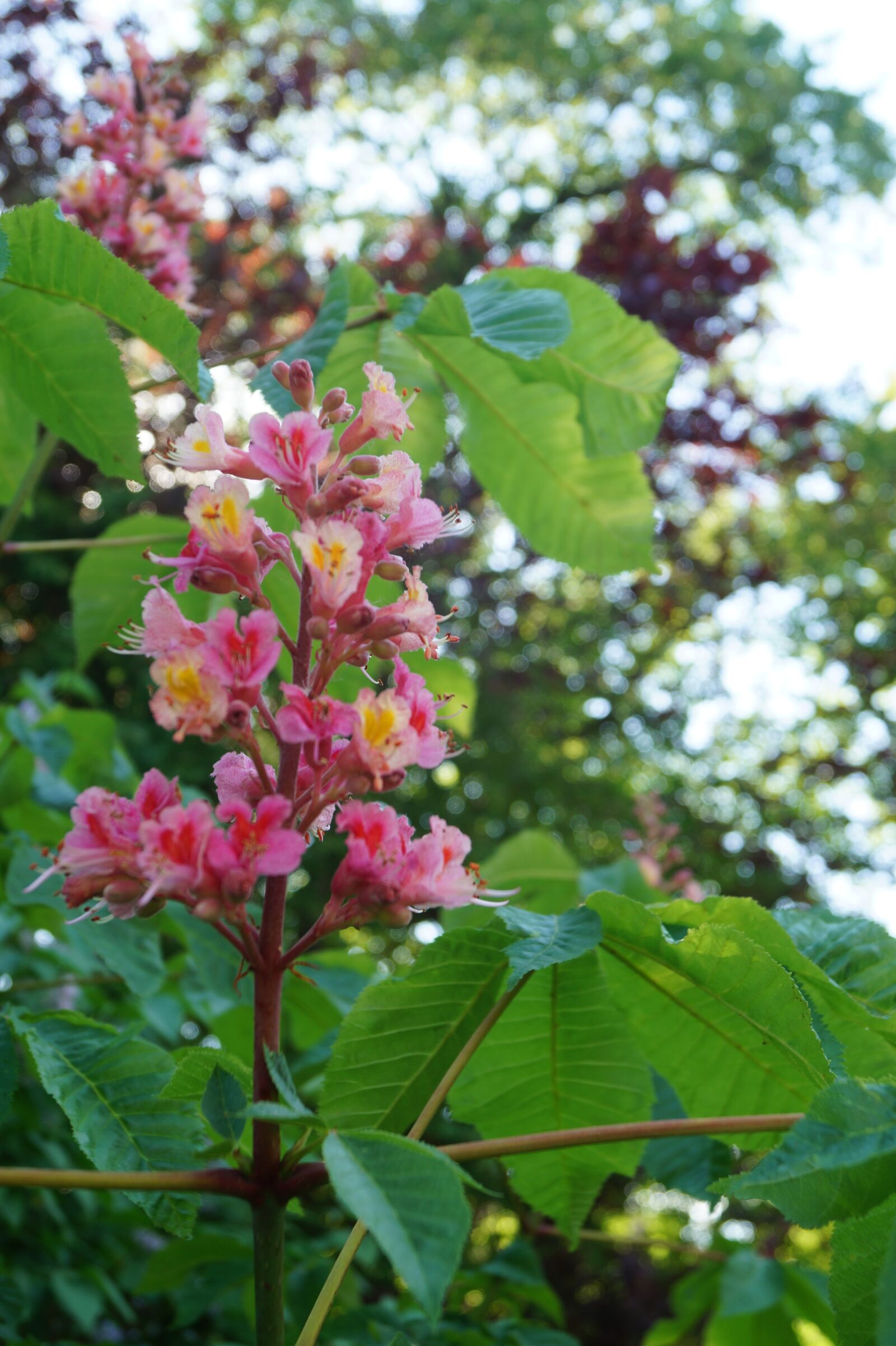 Sony DT 18-55mm F3.5-5.6 SAM II sample photo. Chestnut, blossom, bloom photography