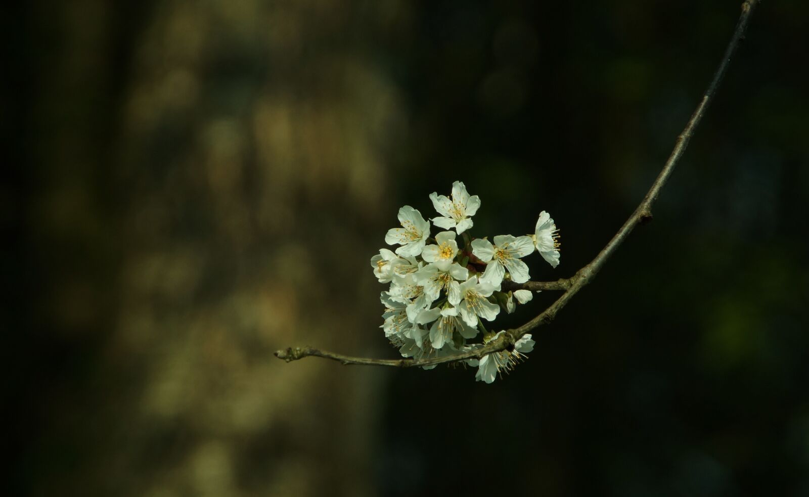 Sony SLT-A57 sample photo. Cherry blossom, blossom, bloom photography