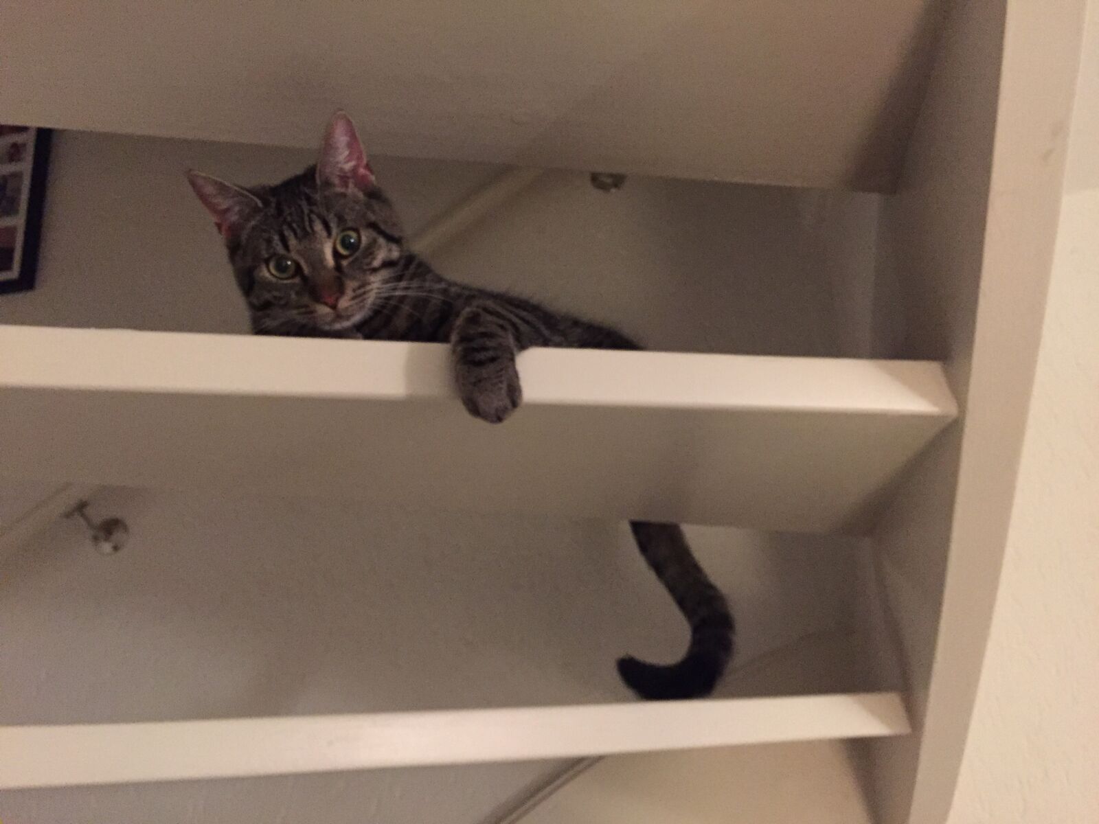 iPhone 6 back camera 4.15mm f/2.2 sample photo. Cat, trap, pet photography