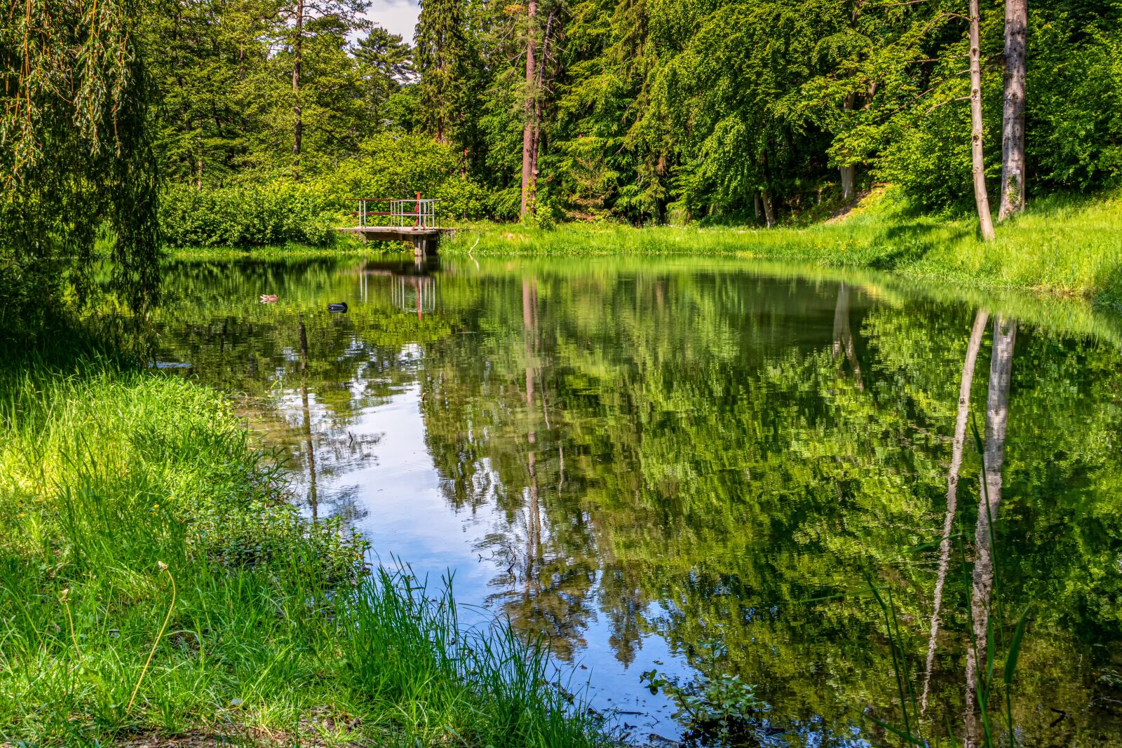 Canon EOS 80D + Canon EF 24-105mm F4L IS USM sample photo. Waldsee, forest, lake photography