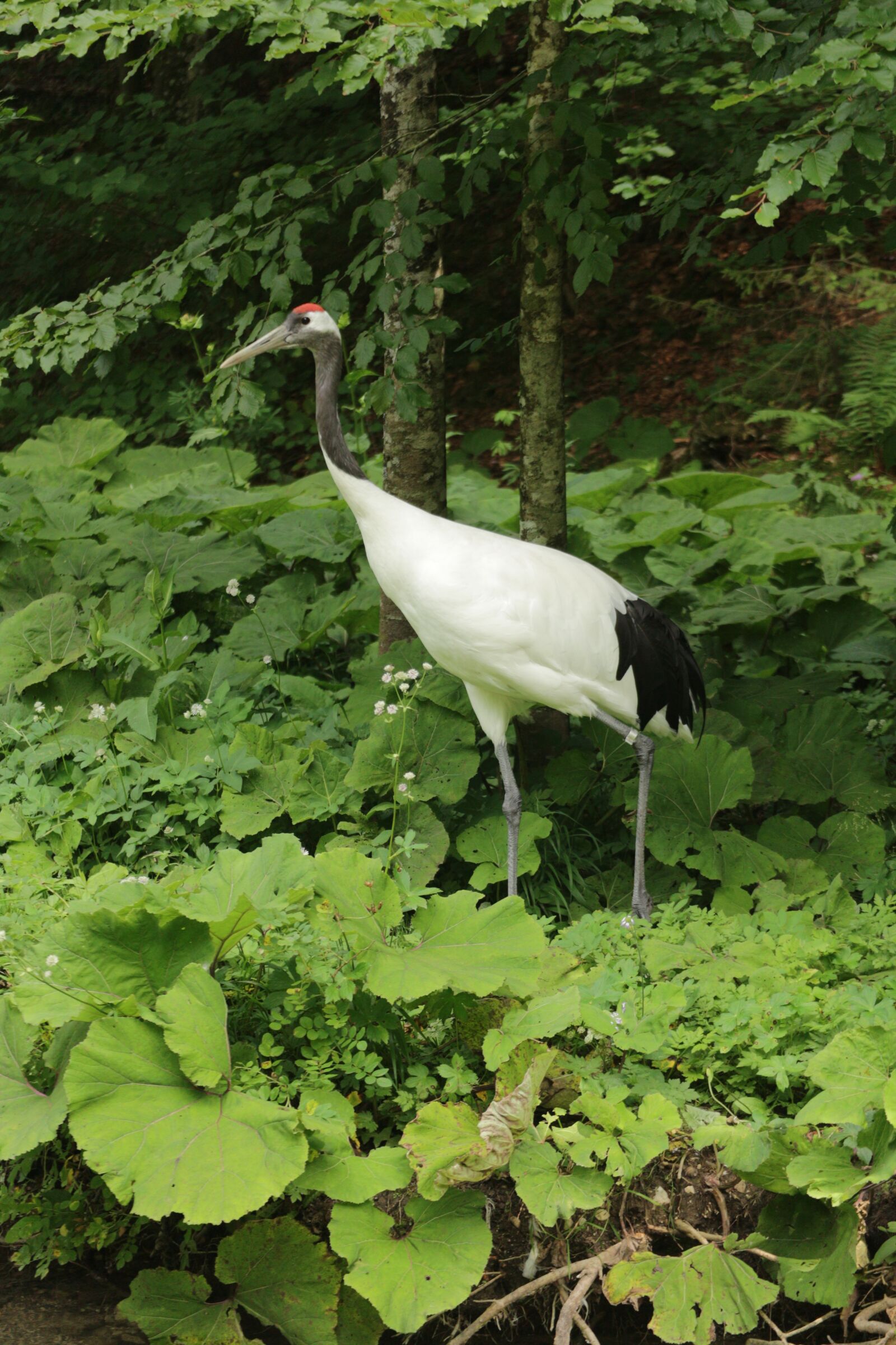 Canon EOS M10 + Canon EF-M 55-200mm F4.5-6.3 IS STM sample photo. Chinese crane, tierpark berlin-gr photography