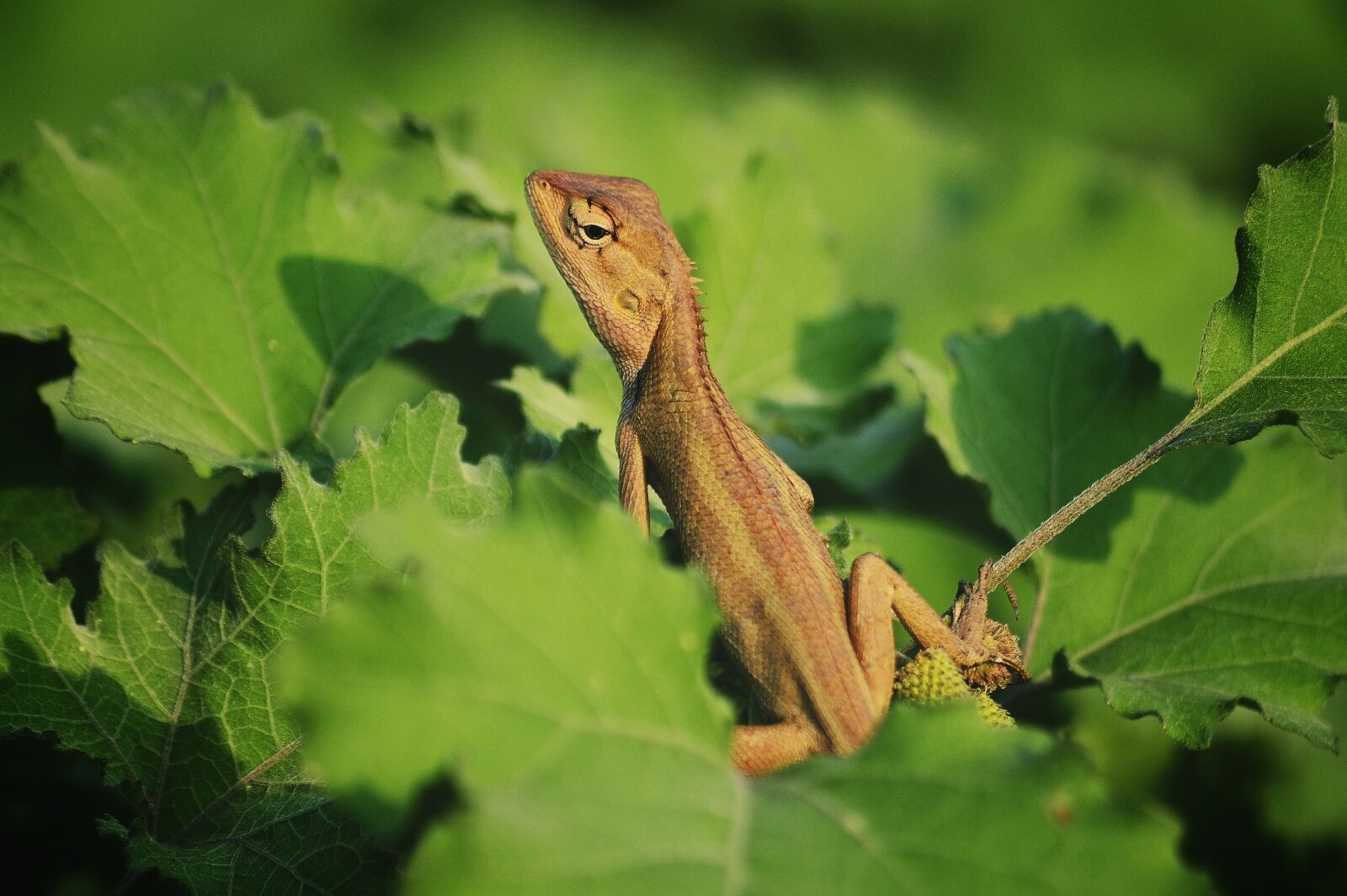 Nikon D5100 sample photo. Lacerta, animal, on the photography