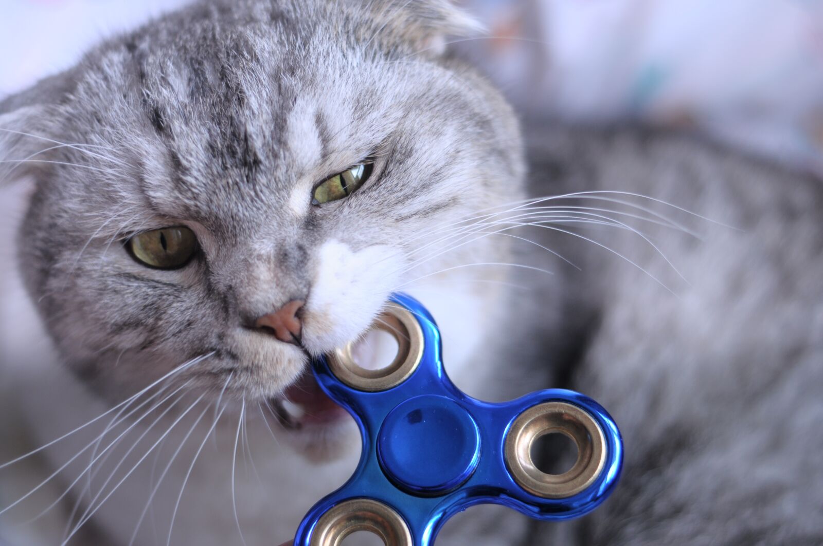 Nikon D90 sample photo. Fidget spinner, cat, biting photography
