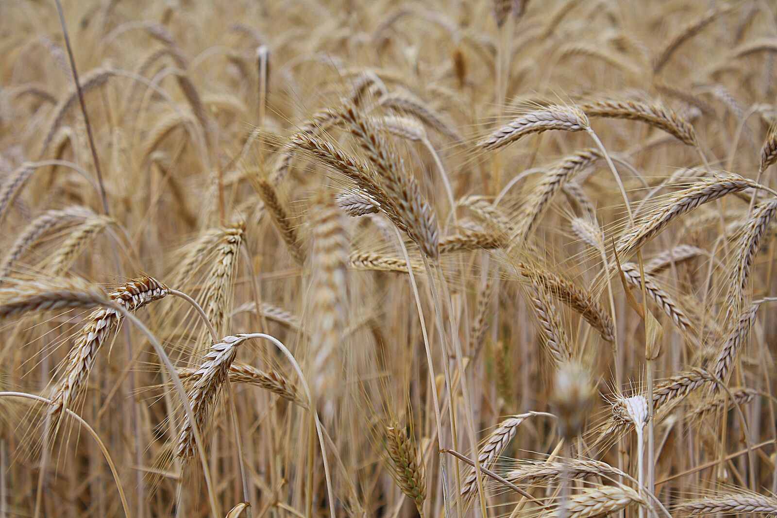 Canon EOS 1000D (EOS Digital Rebel XS / EOS Kiss F) sample photo. Nature, cereals, spike photography