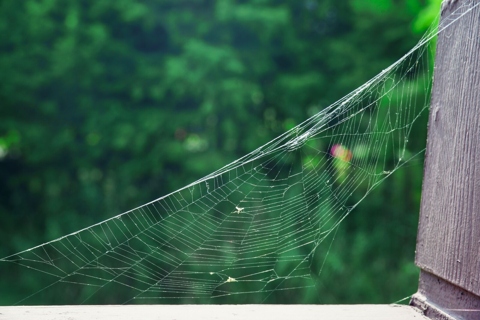 Sony a99 II sample photo. A spider's web, park photography