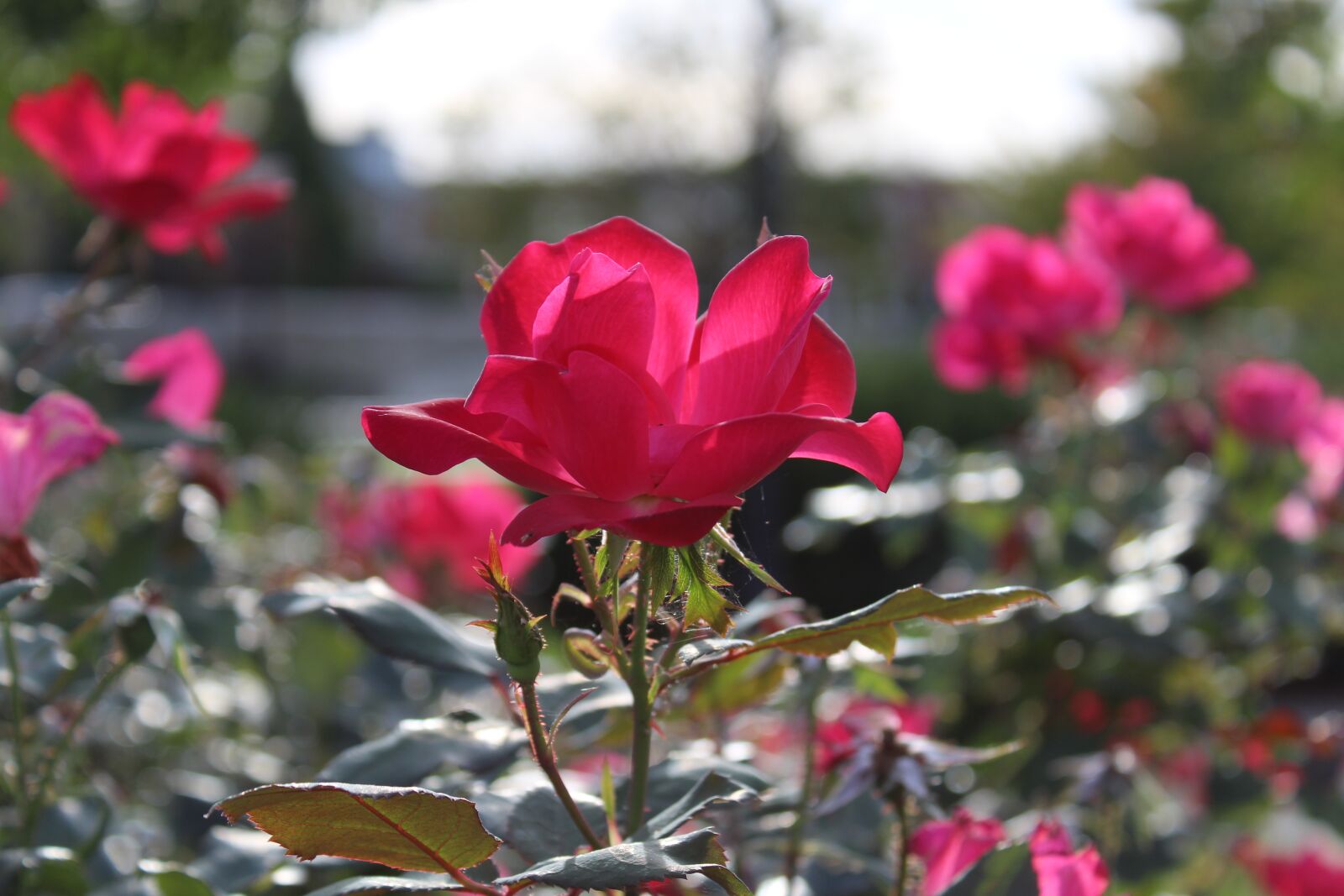 Canon EOS 1300D (EOS Rebel T6 / EOS Kiss X80) sample photo. Flower, nature, flora photography