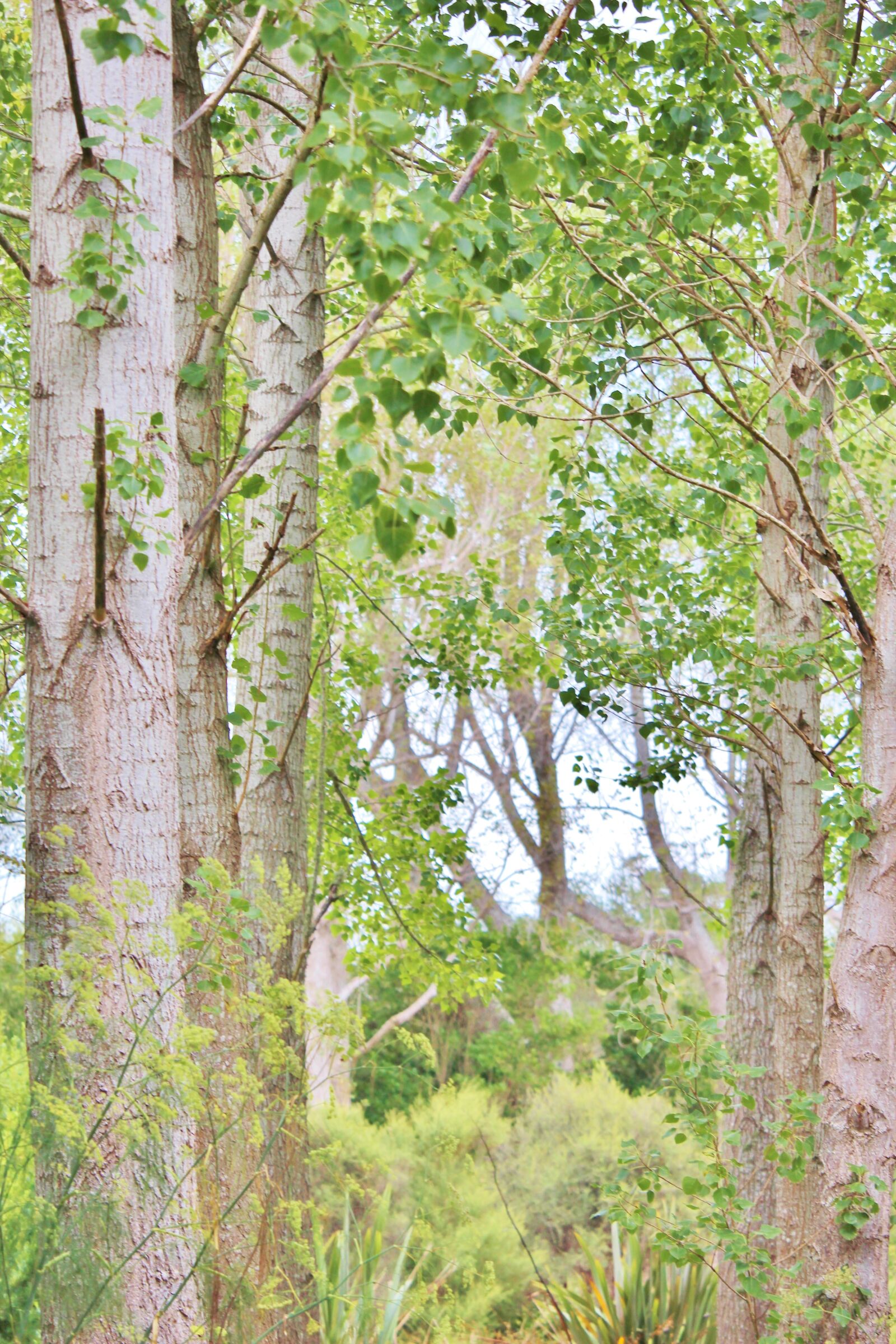 Canon EF-S 55-250mm F4-5.6 IS STM sample photo. Tree, forest, green photography