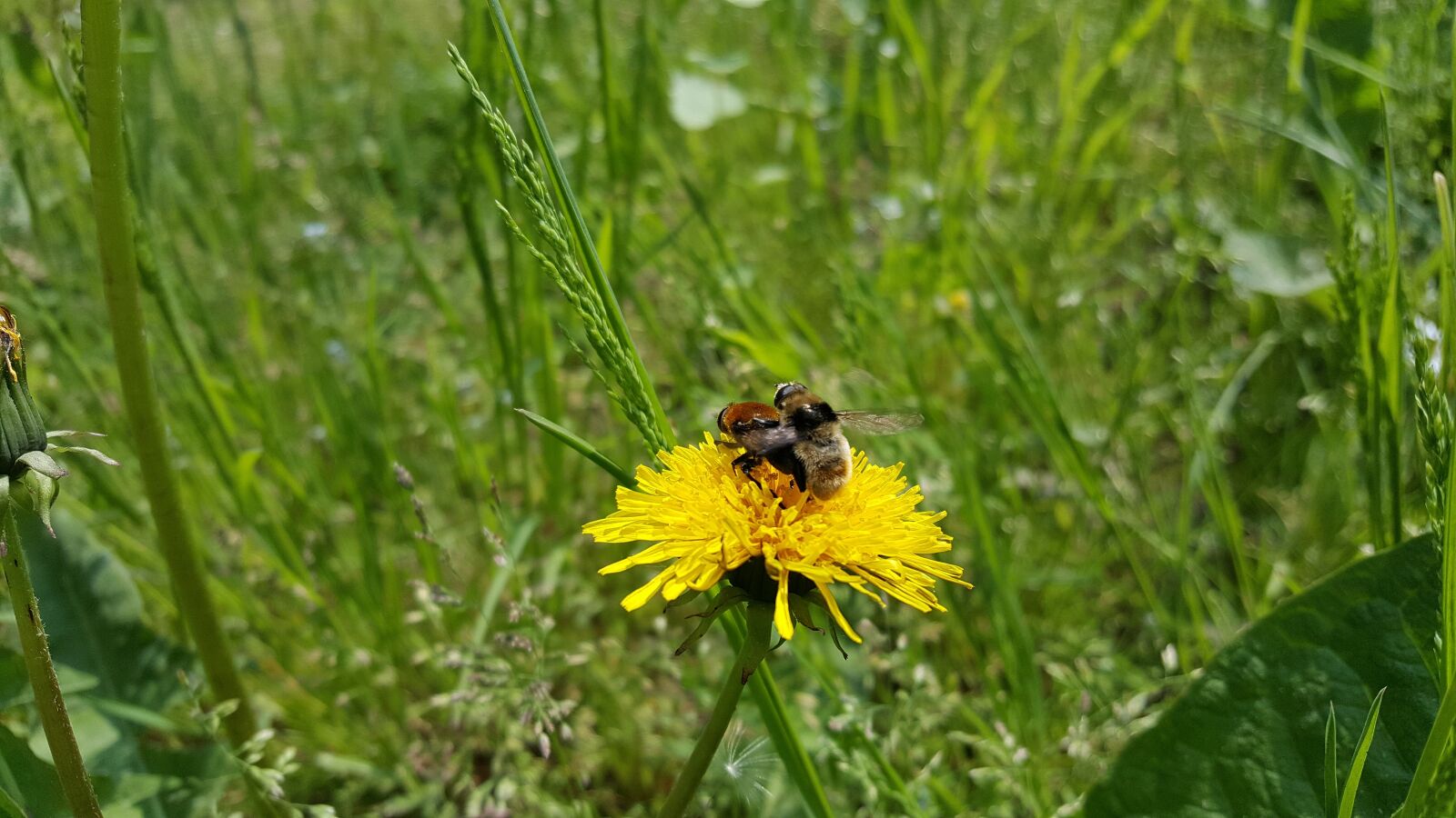 Samsung Galaxy S6 sample photo. Hummel, dandelion, meadow photography