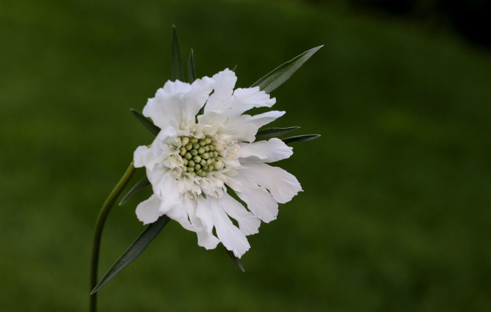 Canon EF 50mm F1.8 STM sample photo. Scabiosa, small scabious, white photography