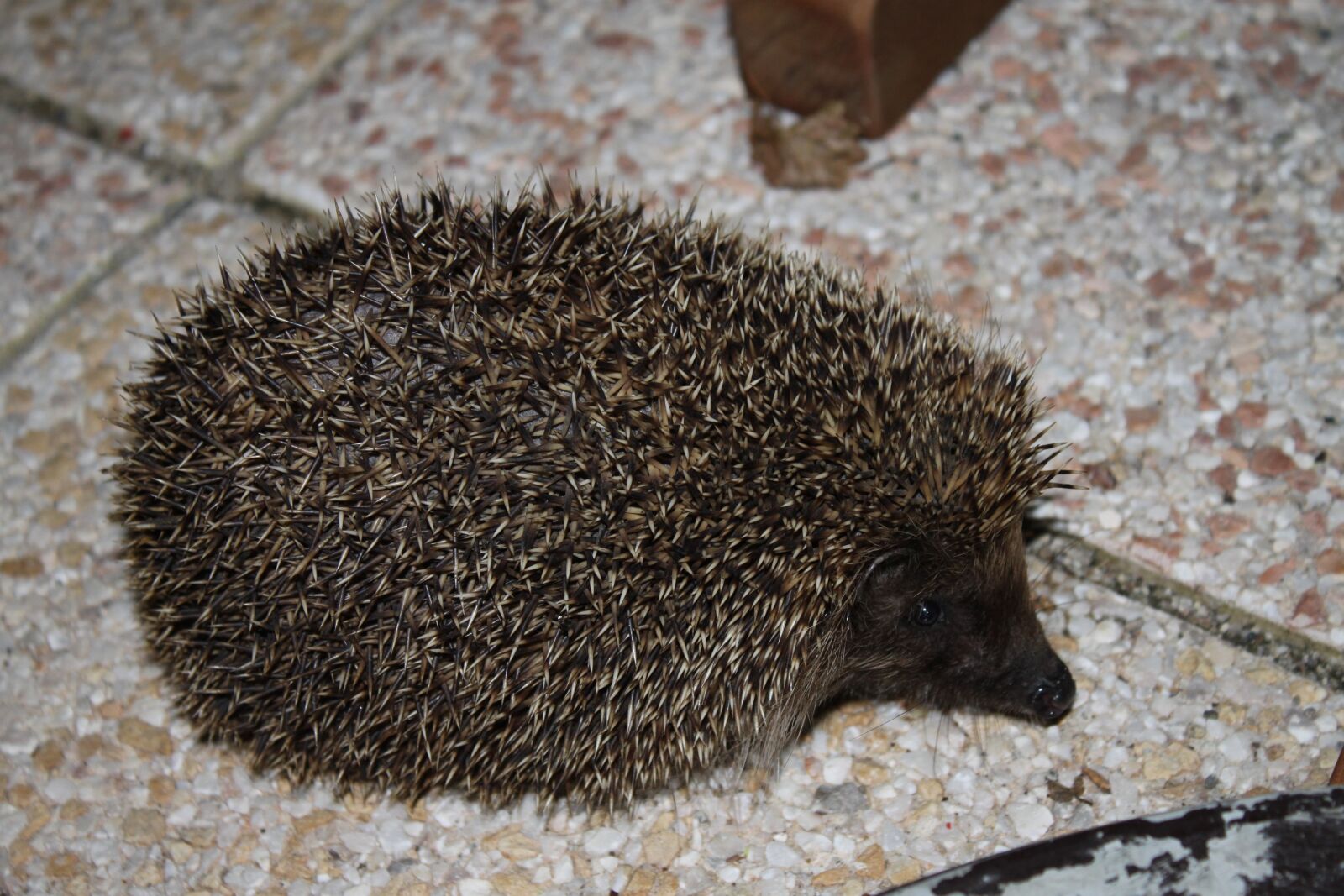 Canon EOS 500D (EOS Rebel T1i / EOS Kiss X3) sample photo. Hedgehog, nature, fauna photography