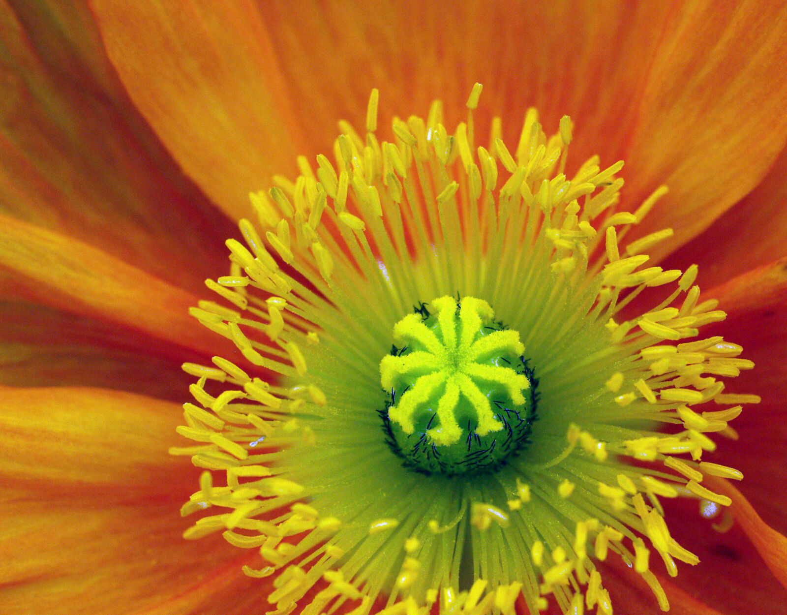 Olympus E-500 (EVOLT E-500) sample photo. Flower, macro photography
