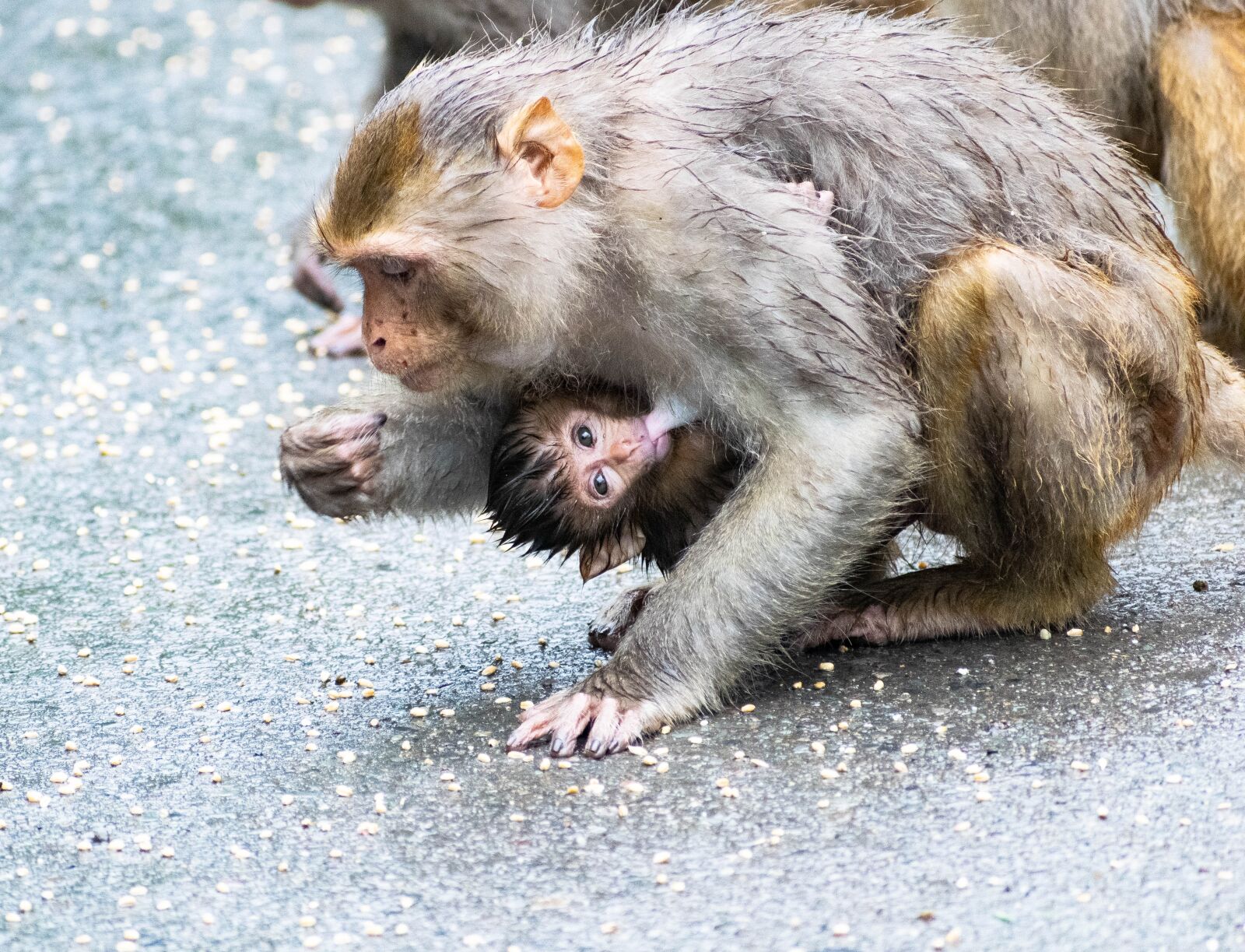 Nikon D3300 sample photo. Monkey, mother, feeding photography