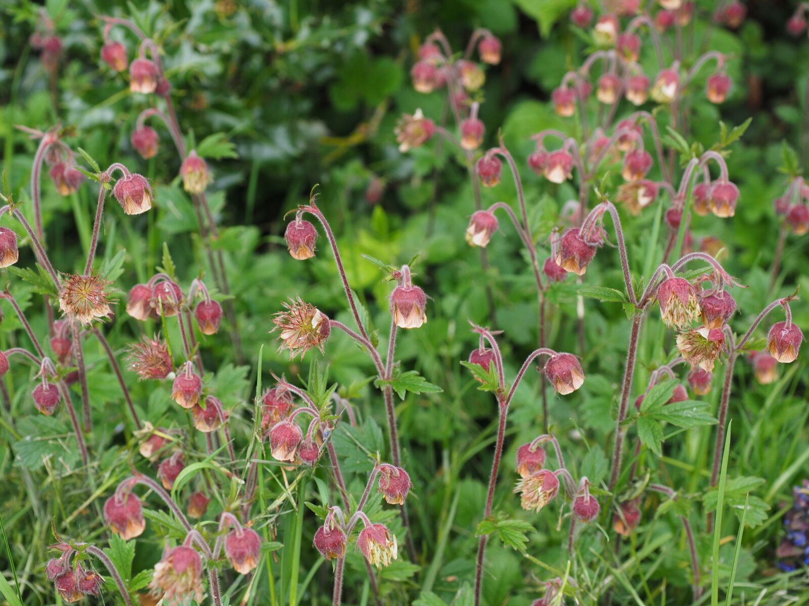 Olympus OM-D E-M1 + Olympus M.Zuiko Digital ED 12-40mm F2.8 Pro sample photo. Pointed flower, avens, geum photography