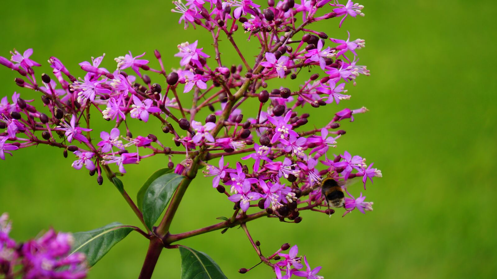 Sony E 55-210mm F4.5-6.3 OSS sample photo. Flower, pink, pink flowers photography