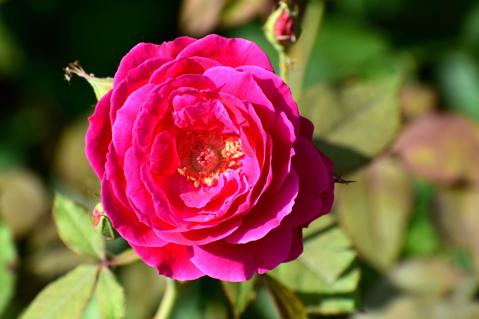 Nikon D3300 sample photo. Rose, flower, bloom photography