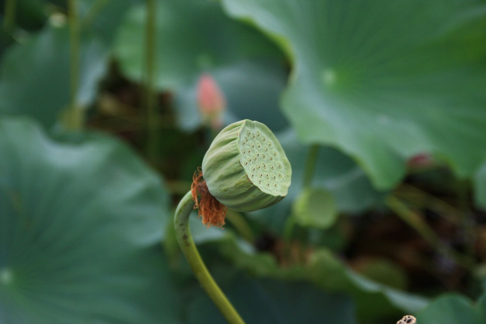 Canon EOS 40D sample photo. Lotus seed, plants, lotus photography