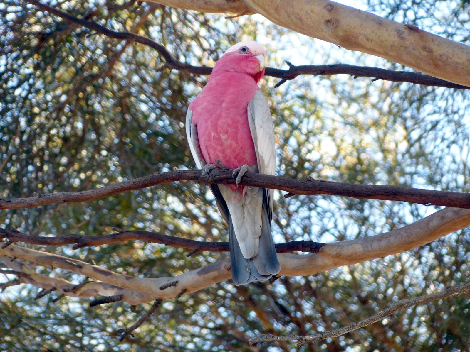 Panasonic Lumix DMC-FZ200 sample photo. Galah, cockatoo, birds photography