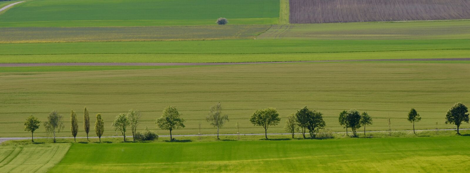 Nikon D5100 sample photo. Road, avenue, fields photography