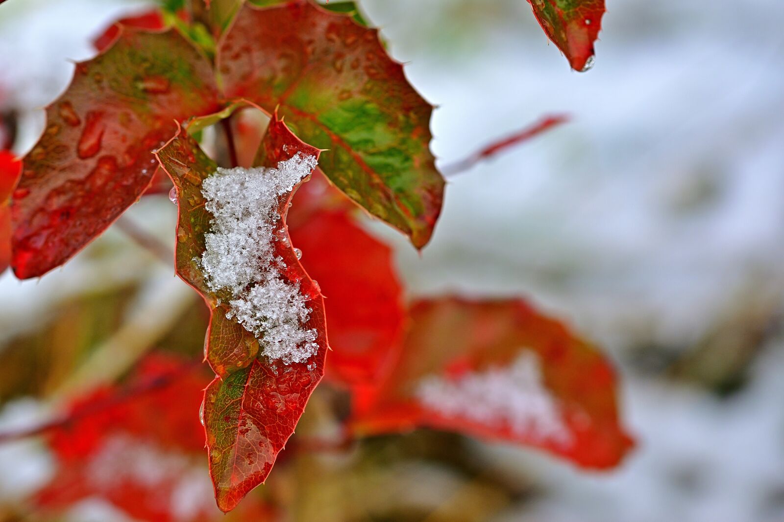 Nikon D5200 sample photo. Leaf, coloring, fall foliage photography